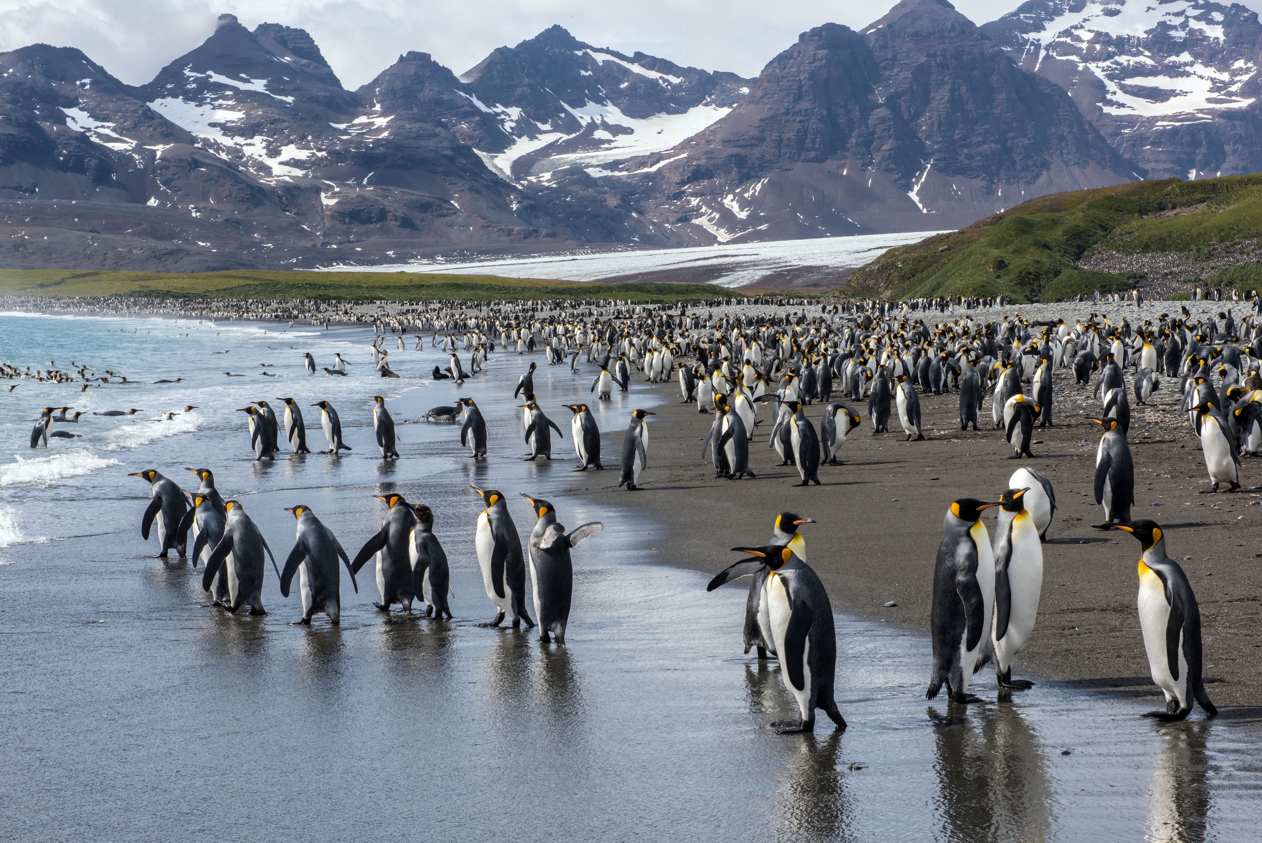 Императорские пингвины живут. Королевский Пингвин в Антарктиде. Императорский Пингвин в Антарктиде. Лос Пингвинос Чили. Северный Ледовитый океан пингвины.