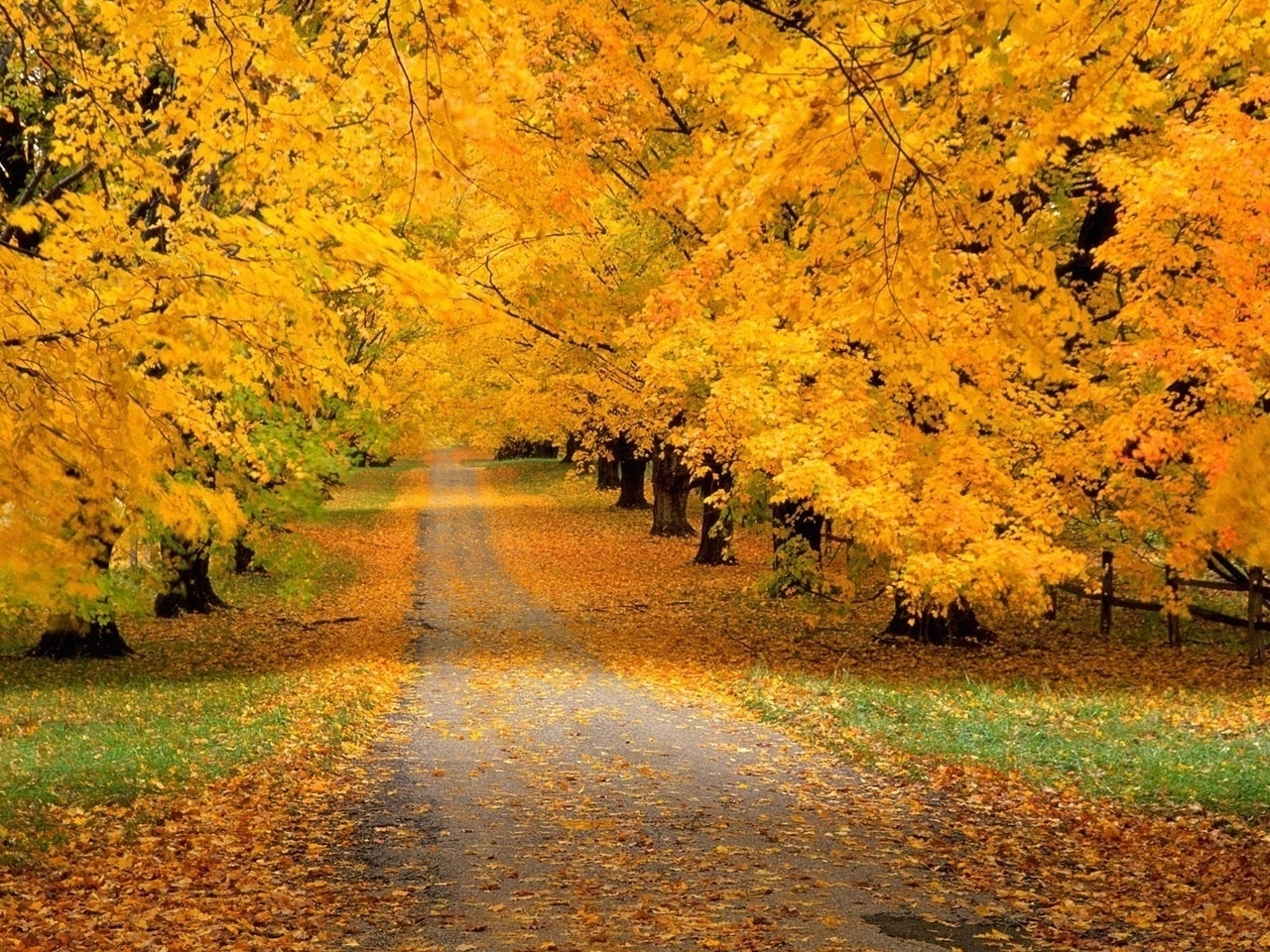 25255 скачать обои деревья, дороги, осень, пейзаж, оранжевые - заставки и картинки бесплатно