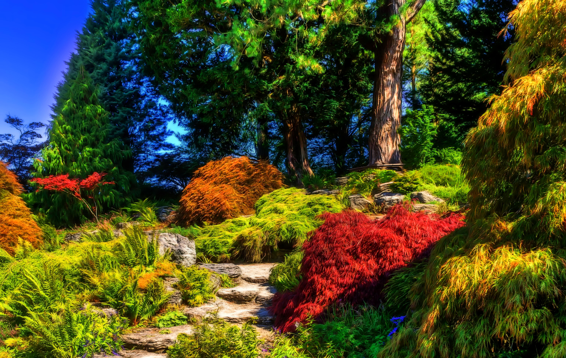 garden, shrub, man made, colorful, colors, tree phone background