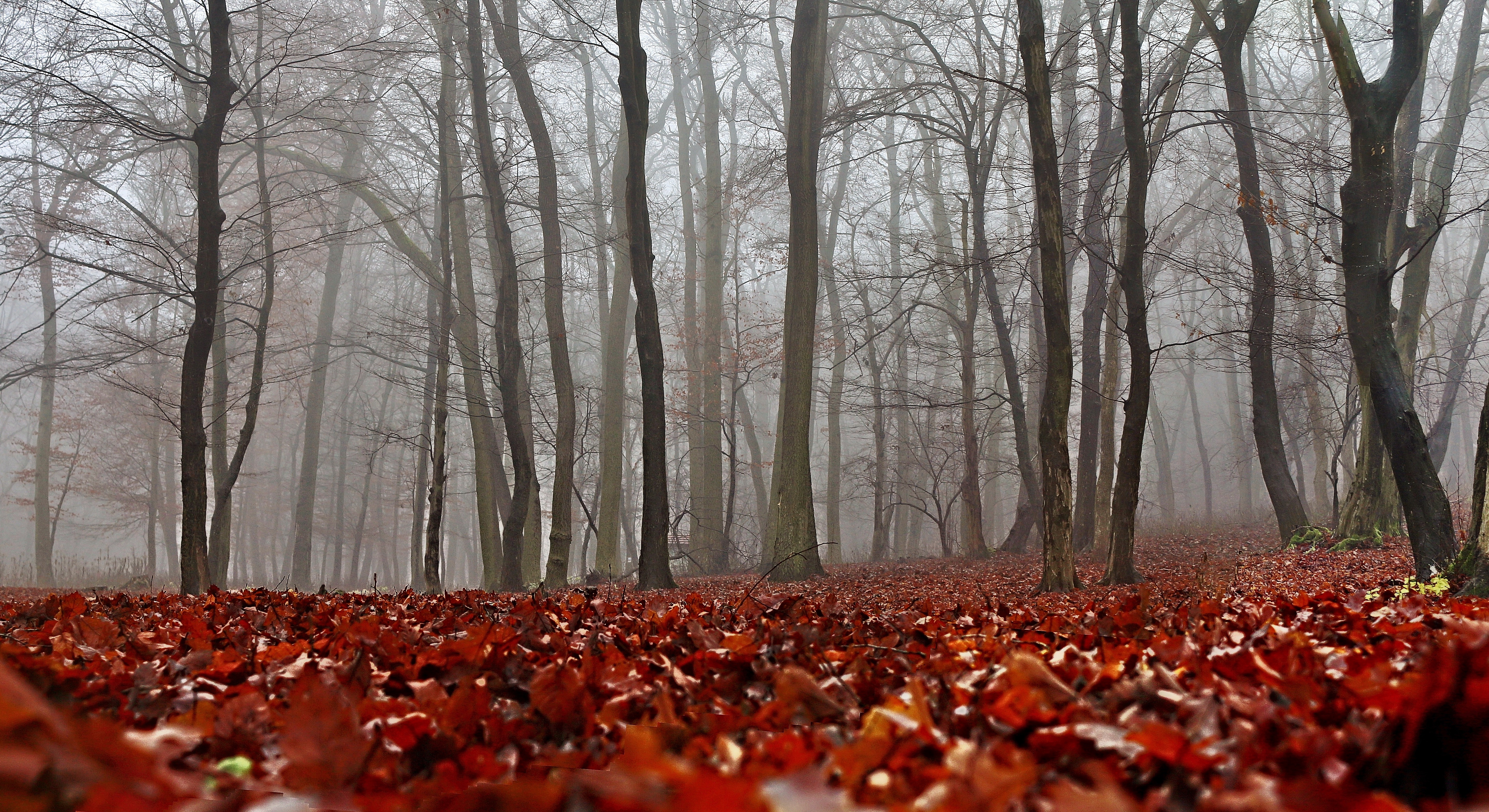 PCデスクトップに自然, 木の葉, 霧, 森林, 森, 秋, 葉画像を無料でダウンロード