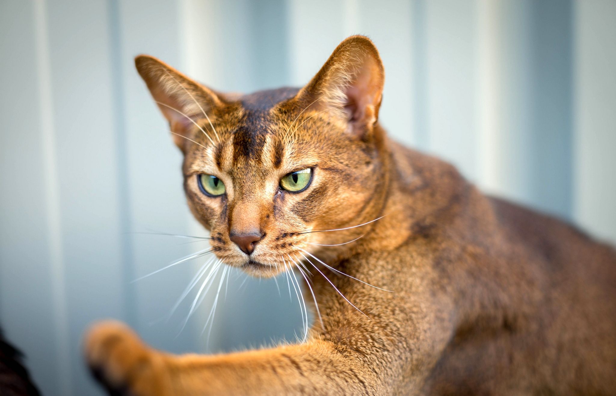 Free download wallpaper Muzzle, Abyssinian Cat, Animals, Cat on your PC desktop