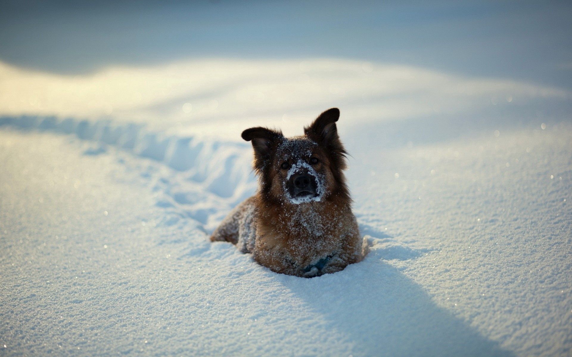 Собака зима