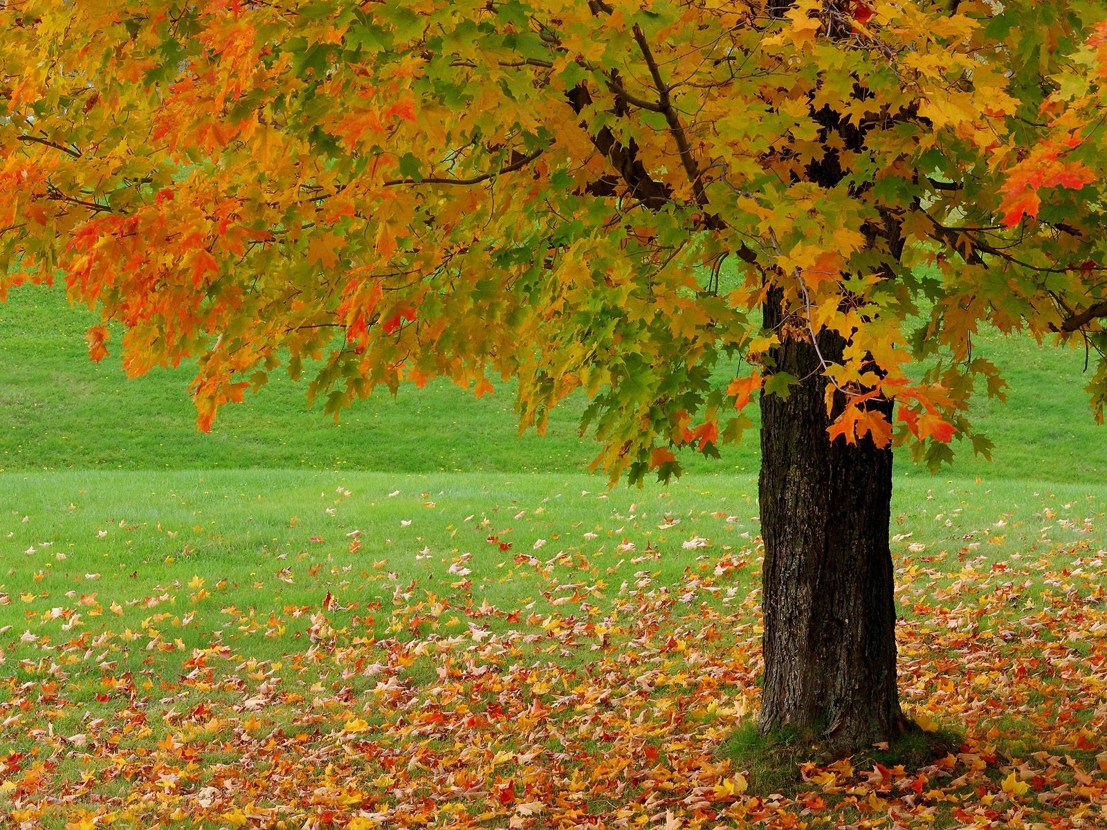 autumn, landscape, trees