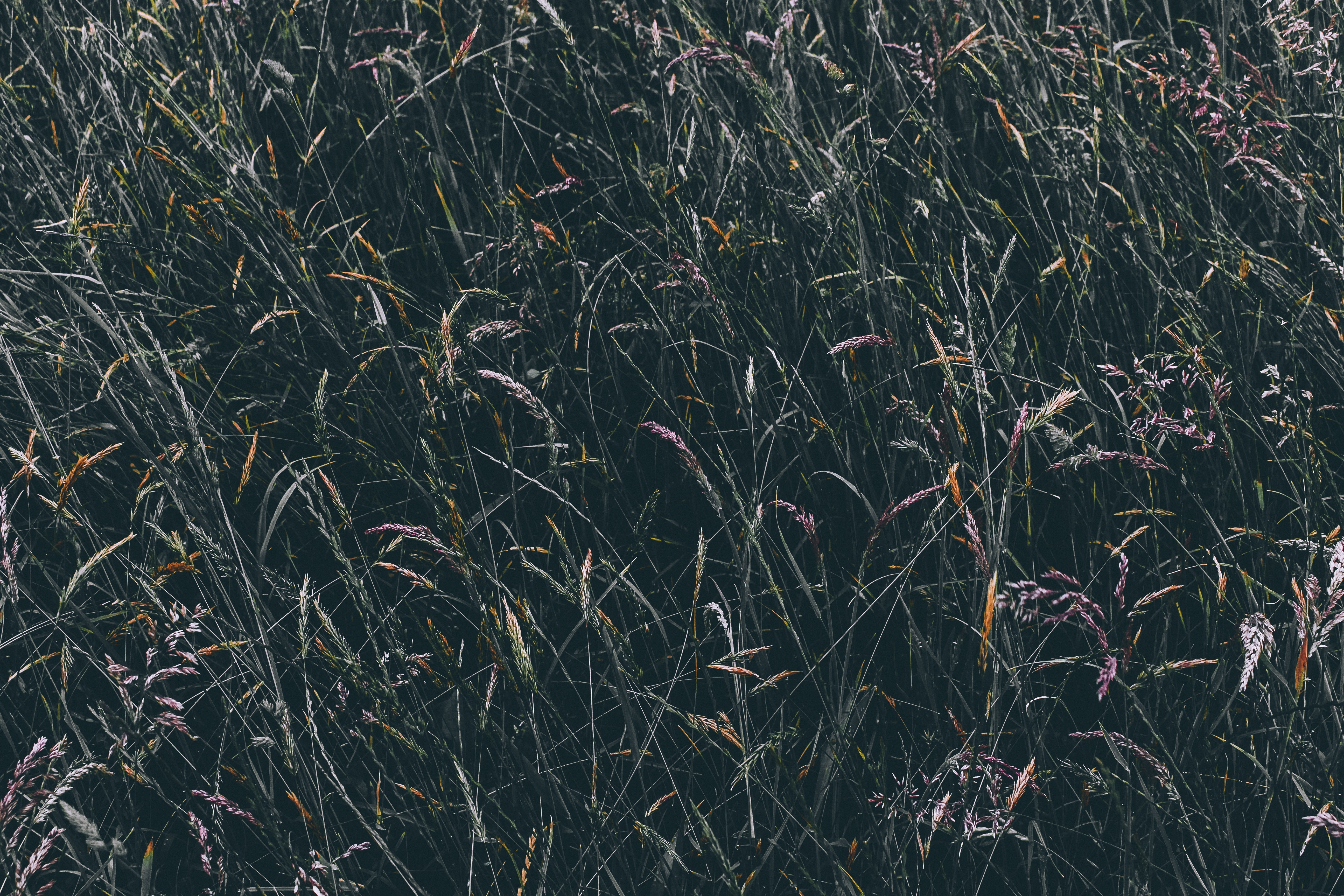 Download mobile wallpaper Grass, Vegetation, Field, Nature for free.