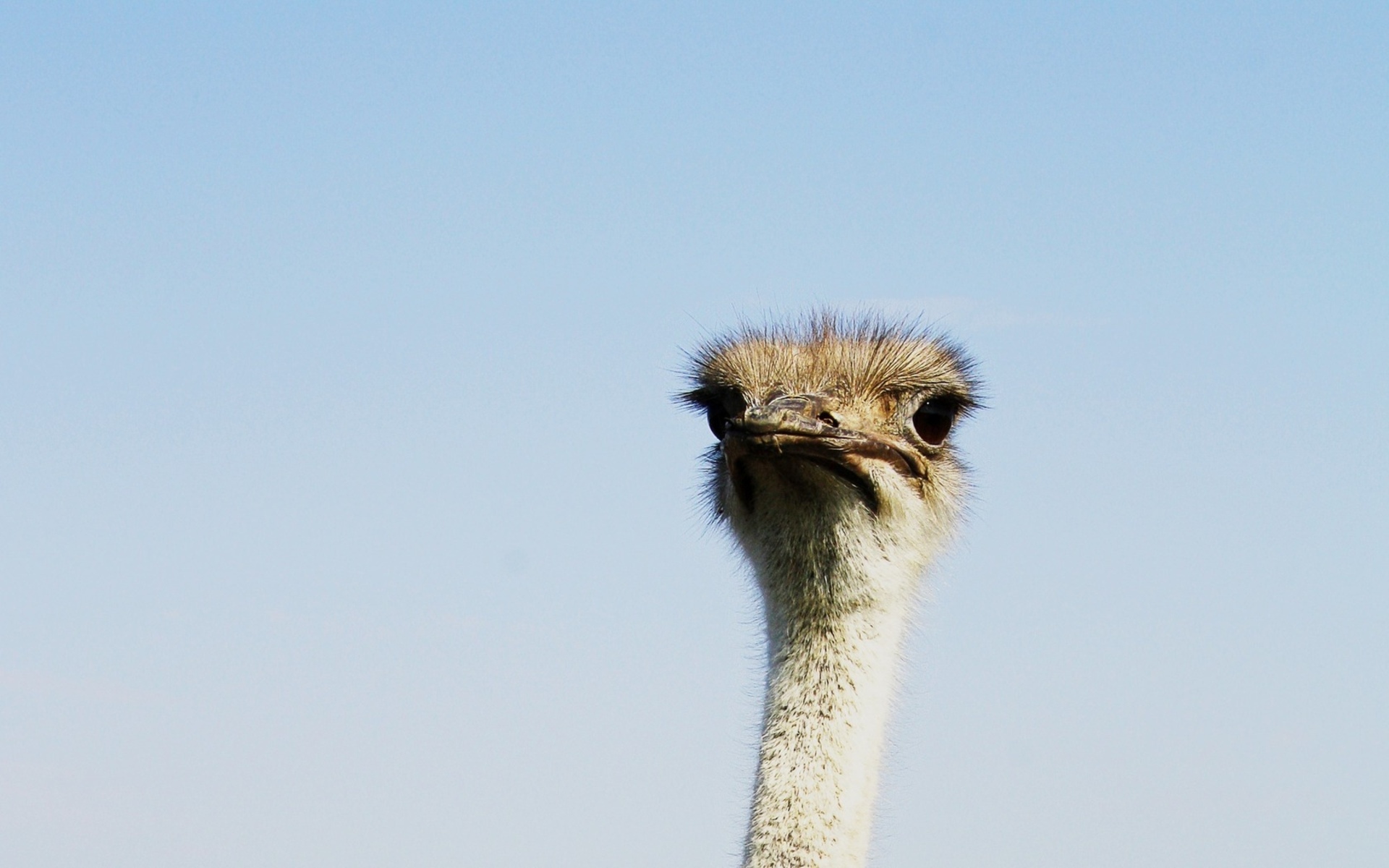 ostrich, animal, birds