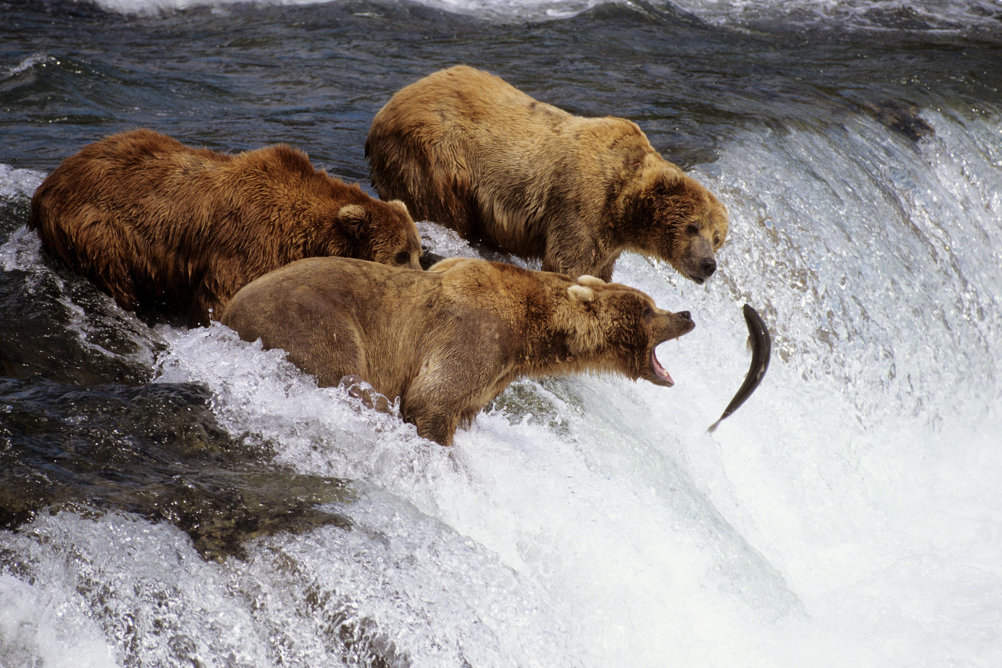 Медведь Гризли на Аляске
