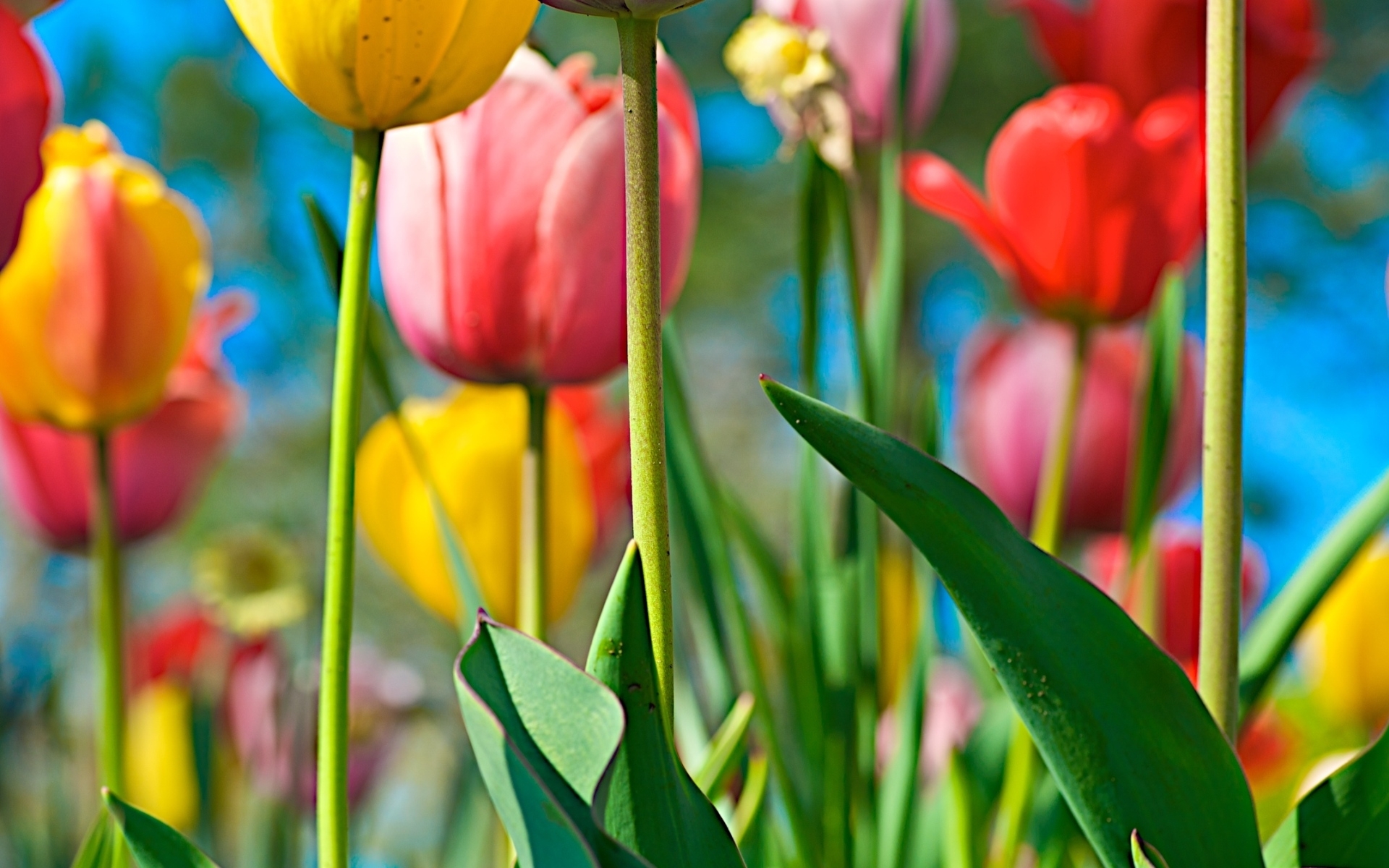 Téléchargez des papiers peints mobile Contexte, Tulipes, Plantes, Fleurs gratuitement.