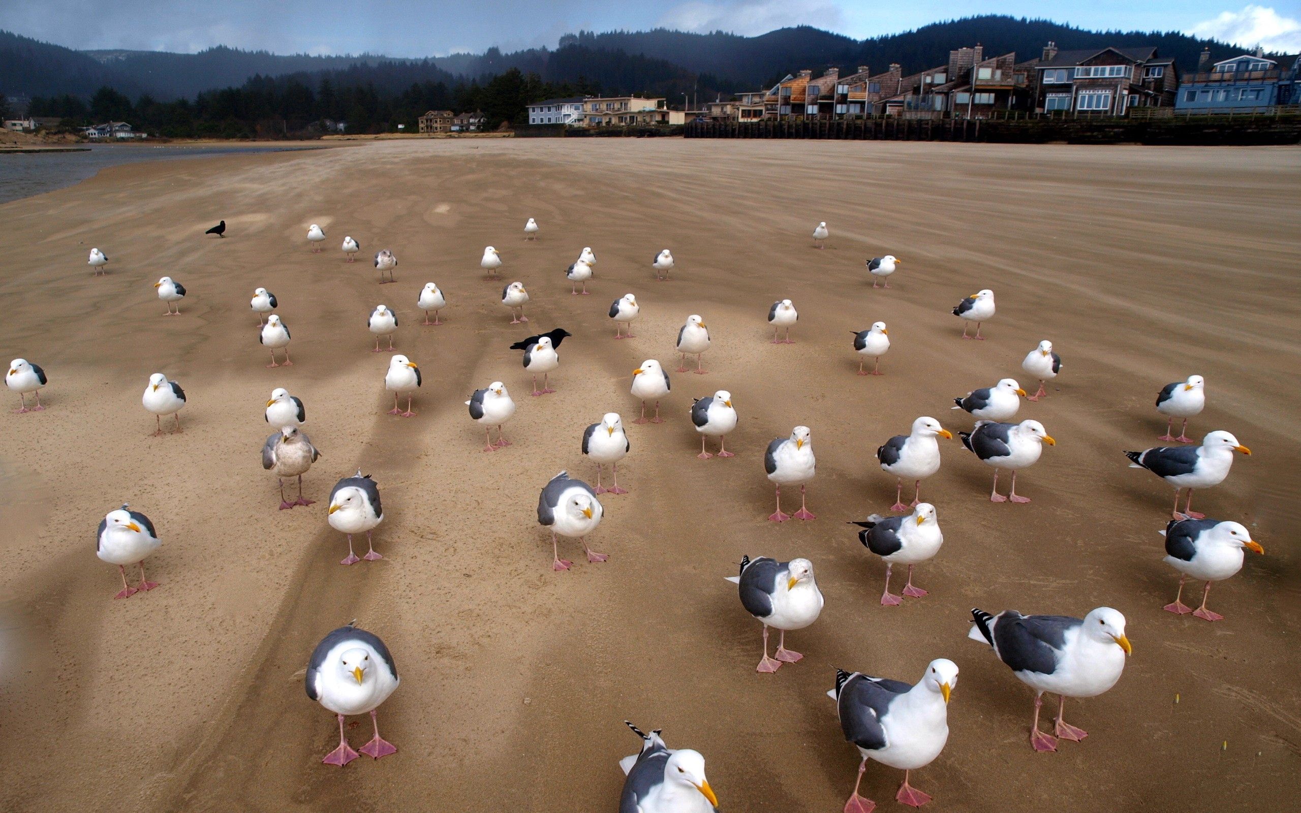 animals, birds, seagulls, sand, flock