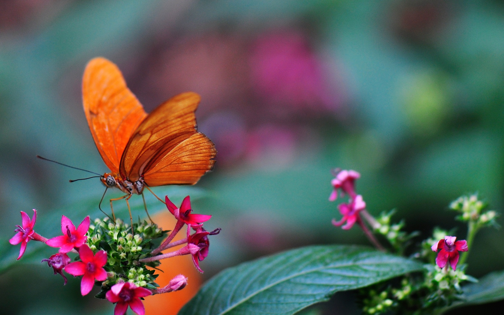 Картинка день бабочек. Бабочка на цветке. Бабочка Макросъемка. Картинки на рабочий стол бабочки. Бабочки в цветах.