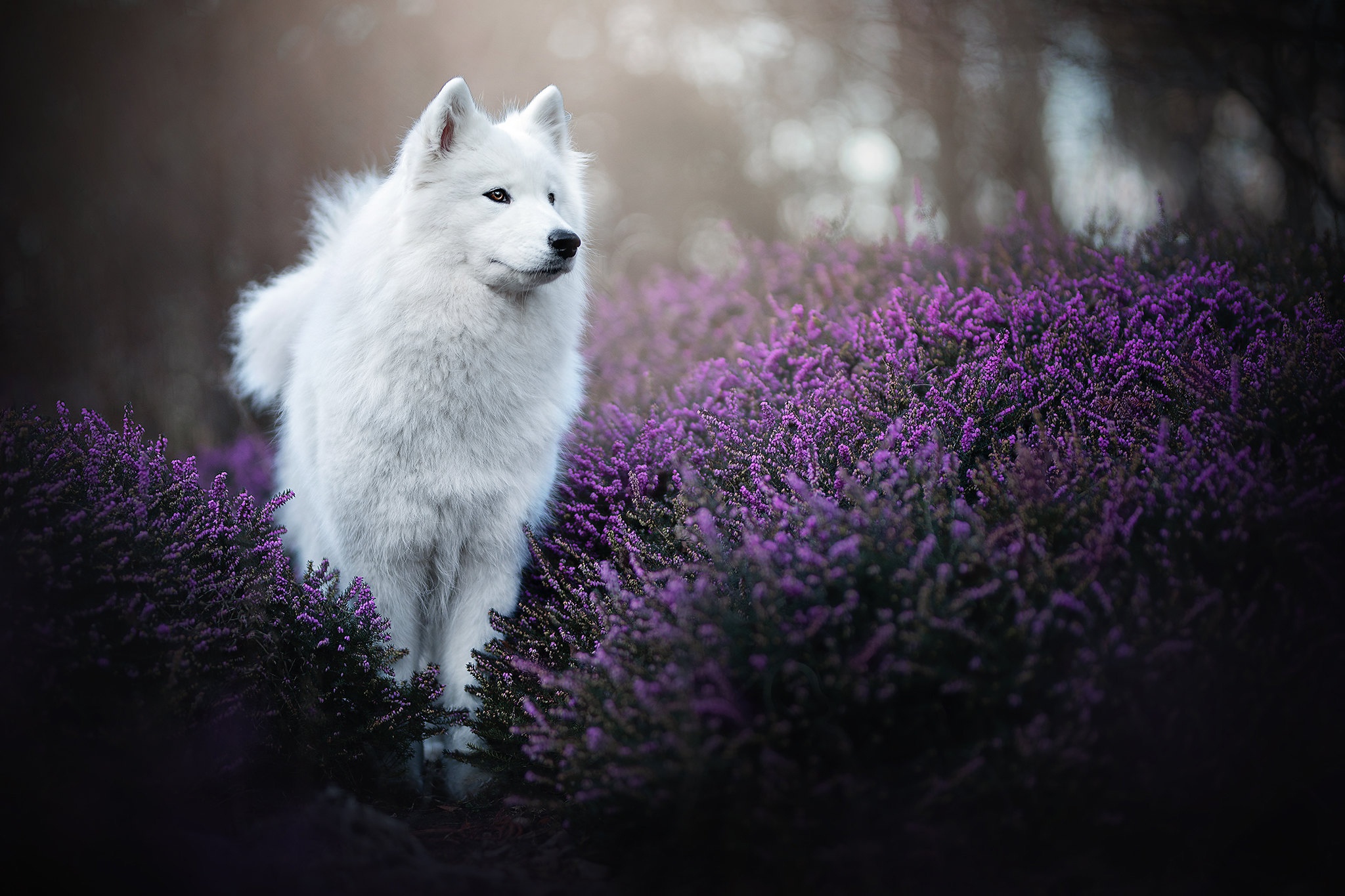 478226 descargar imagen animales, samoyedo, perro, brezo, flor purpura, perros: fondos de pantalla y protectores de pantalla gratis