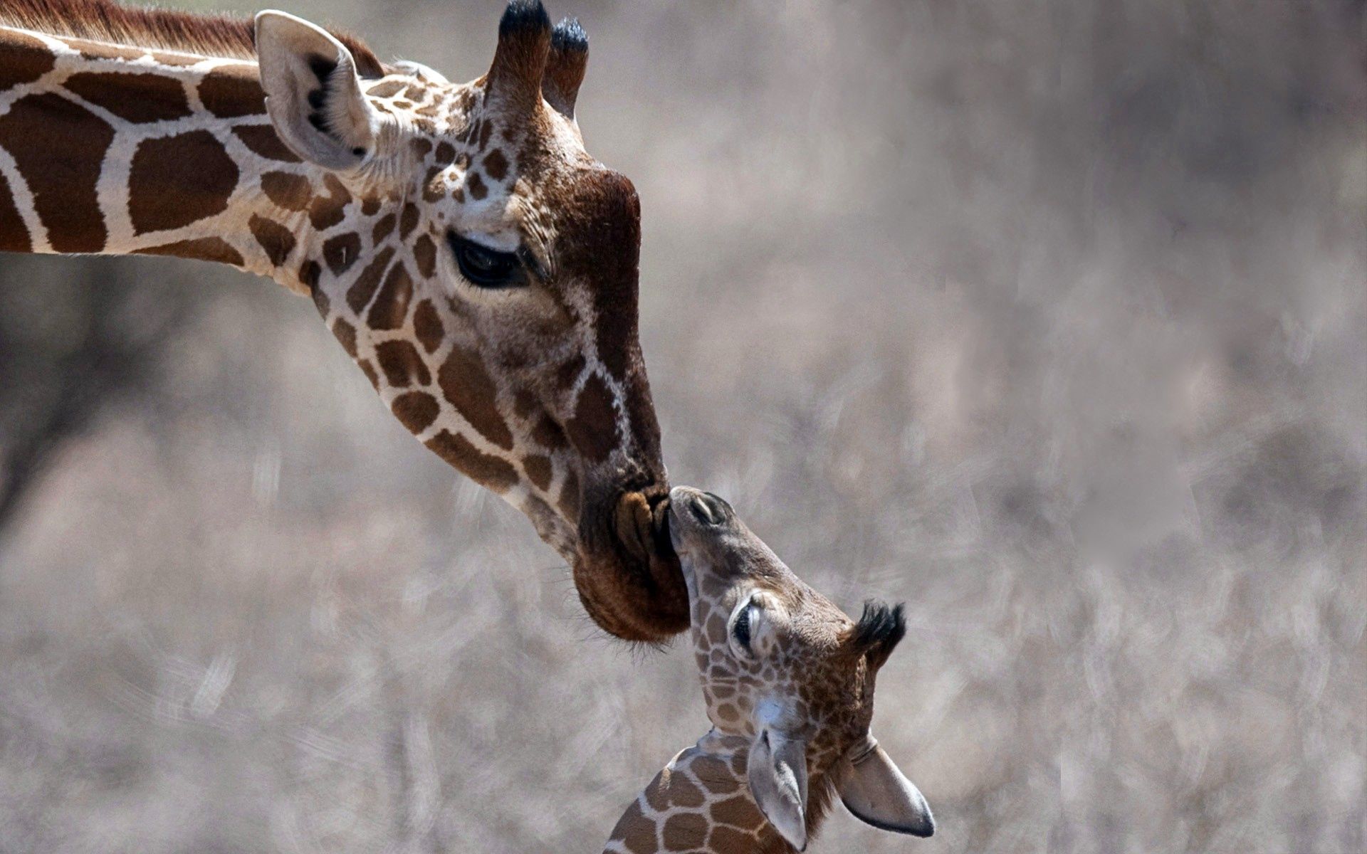 care, animals, young, head, joey, giraffe 1080p