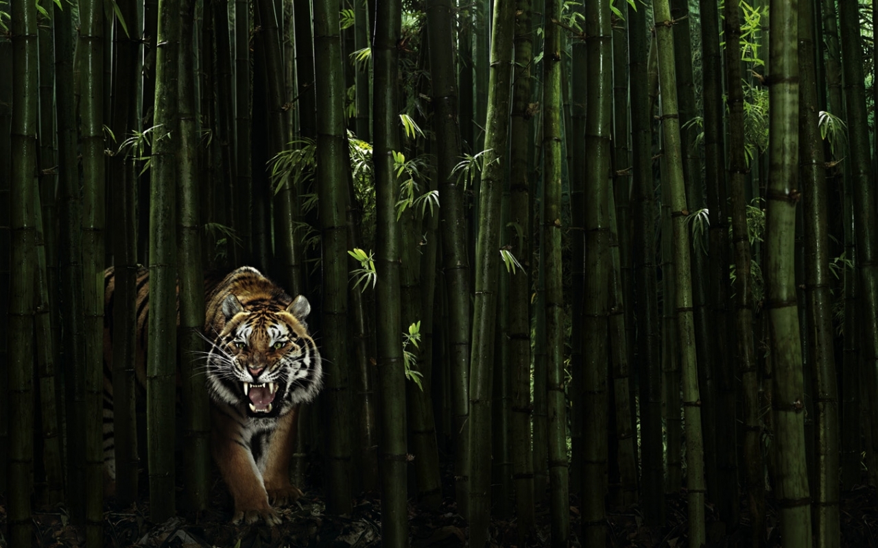 10326 Hintergrundbild herunterladen tigers, tiere, schwarz - Bildschirmschoner und Bilder kostenlos