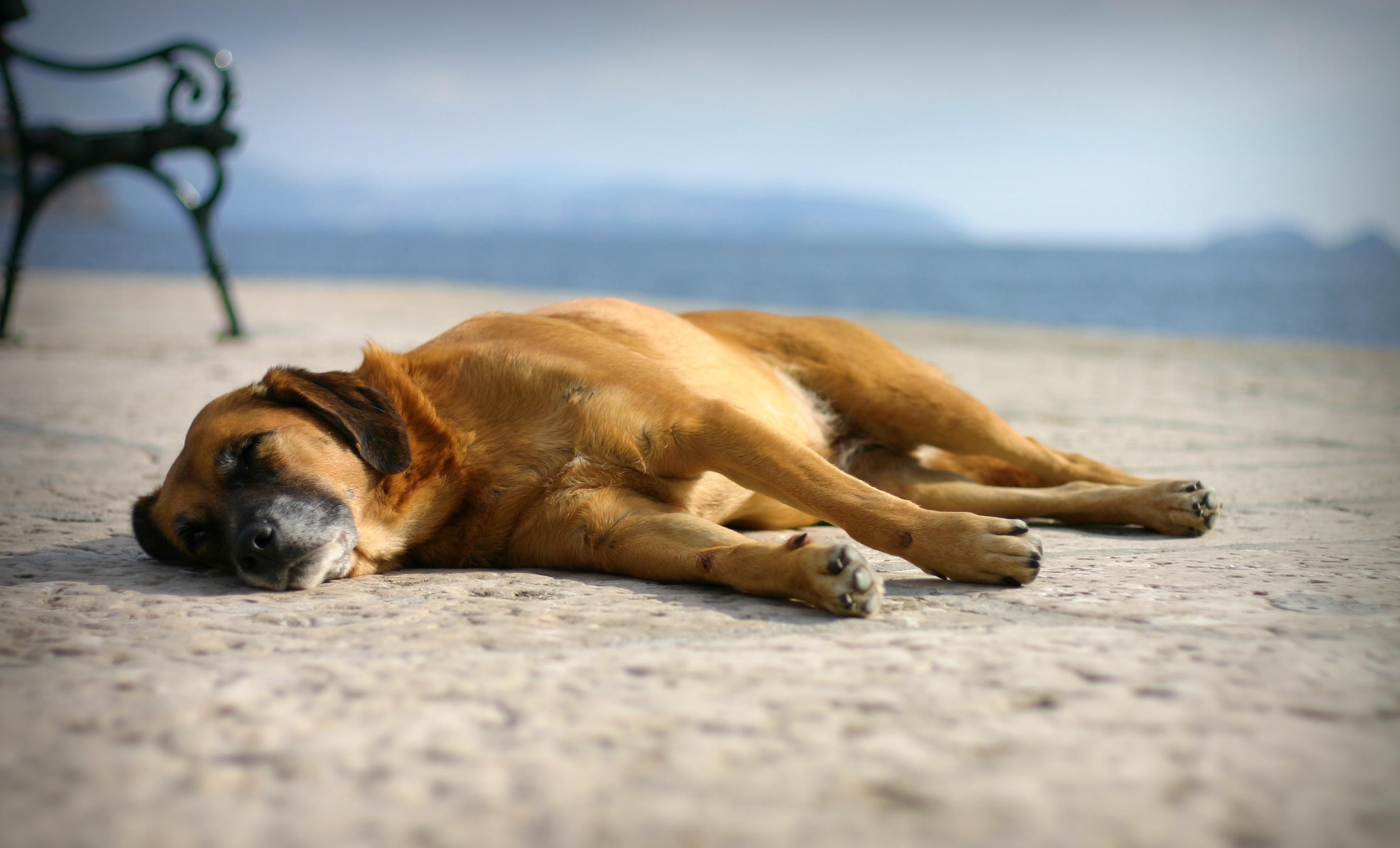 animals, sand, to lie down, lie, dog, sleep, dream 2160p