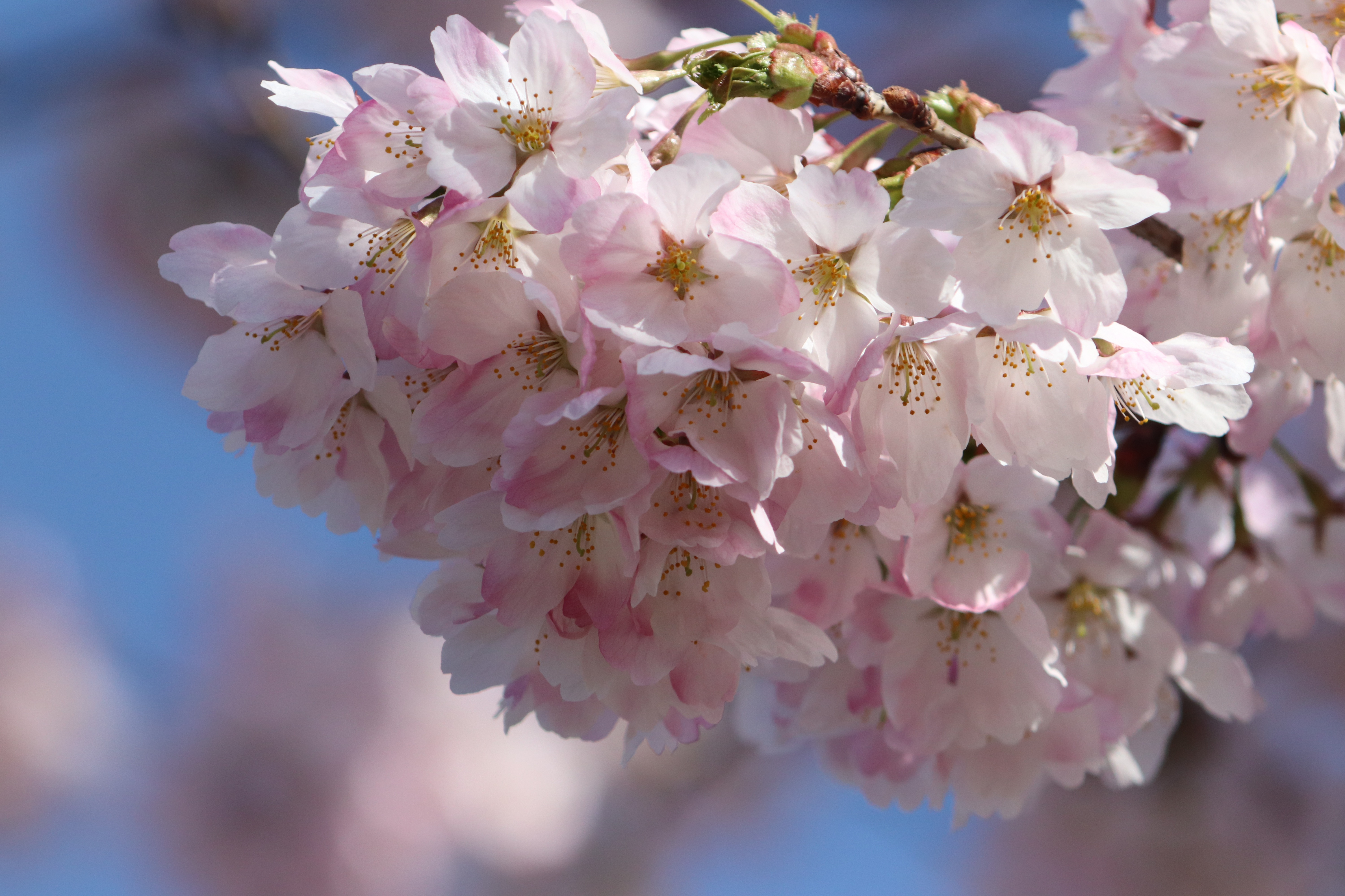 Full blossom. Цветение вишни. Вишни в цвету. Сакура на рабочий стол.