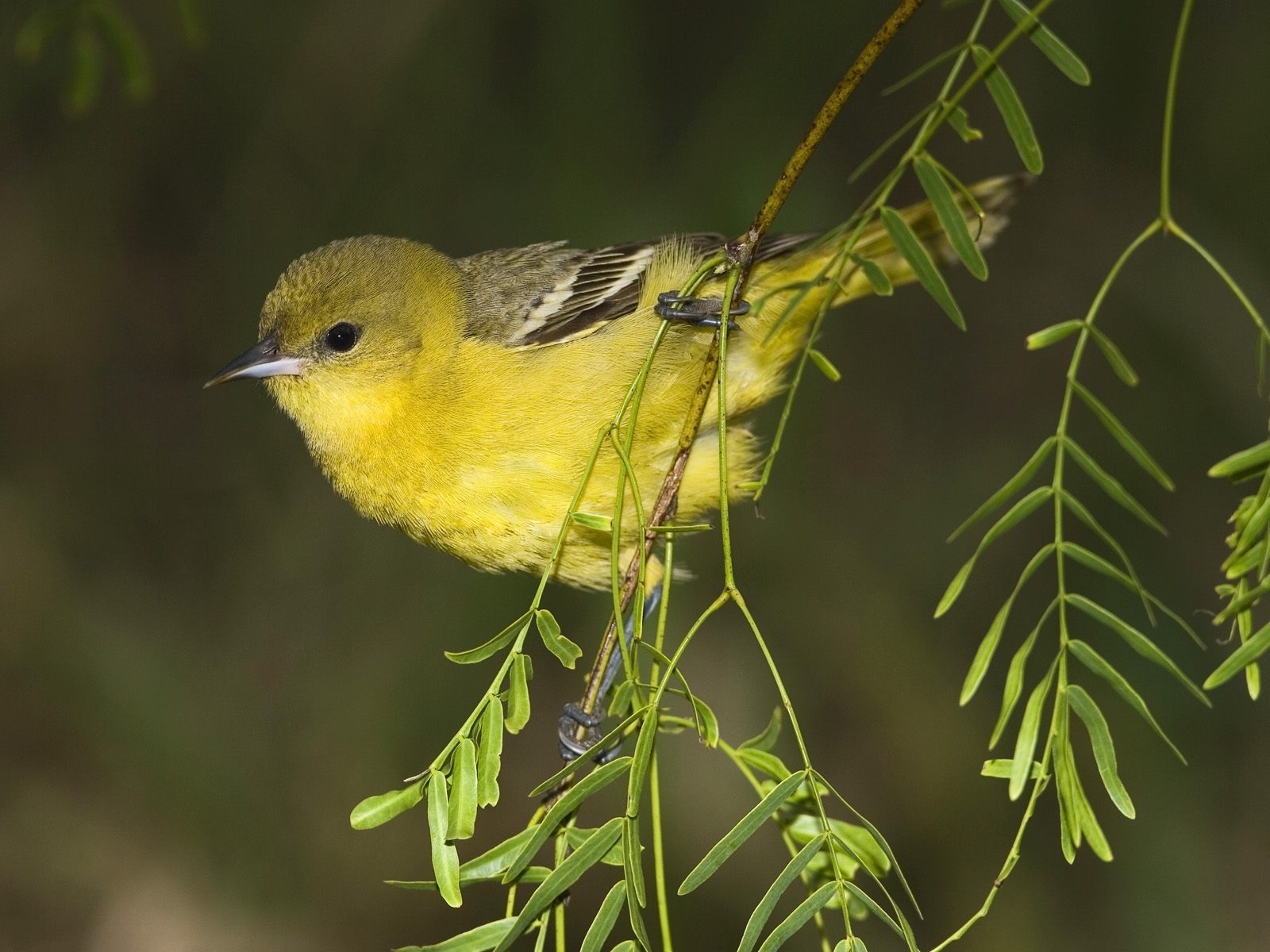 birds, animals, yellow Panoramic Wallpaper