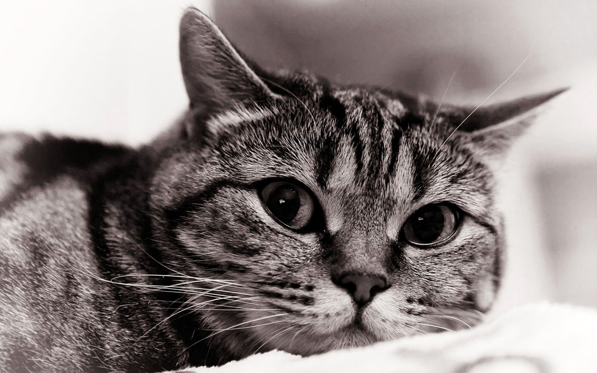 Download mobile wallpaper Muzzle, Sight, Opinion, Chb, Animals, Cat, Bw, Sorrow, Sadness for free.