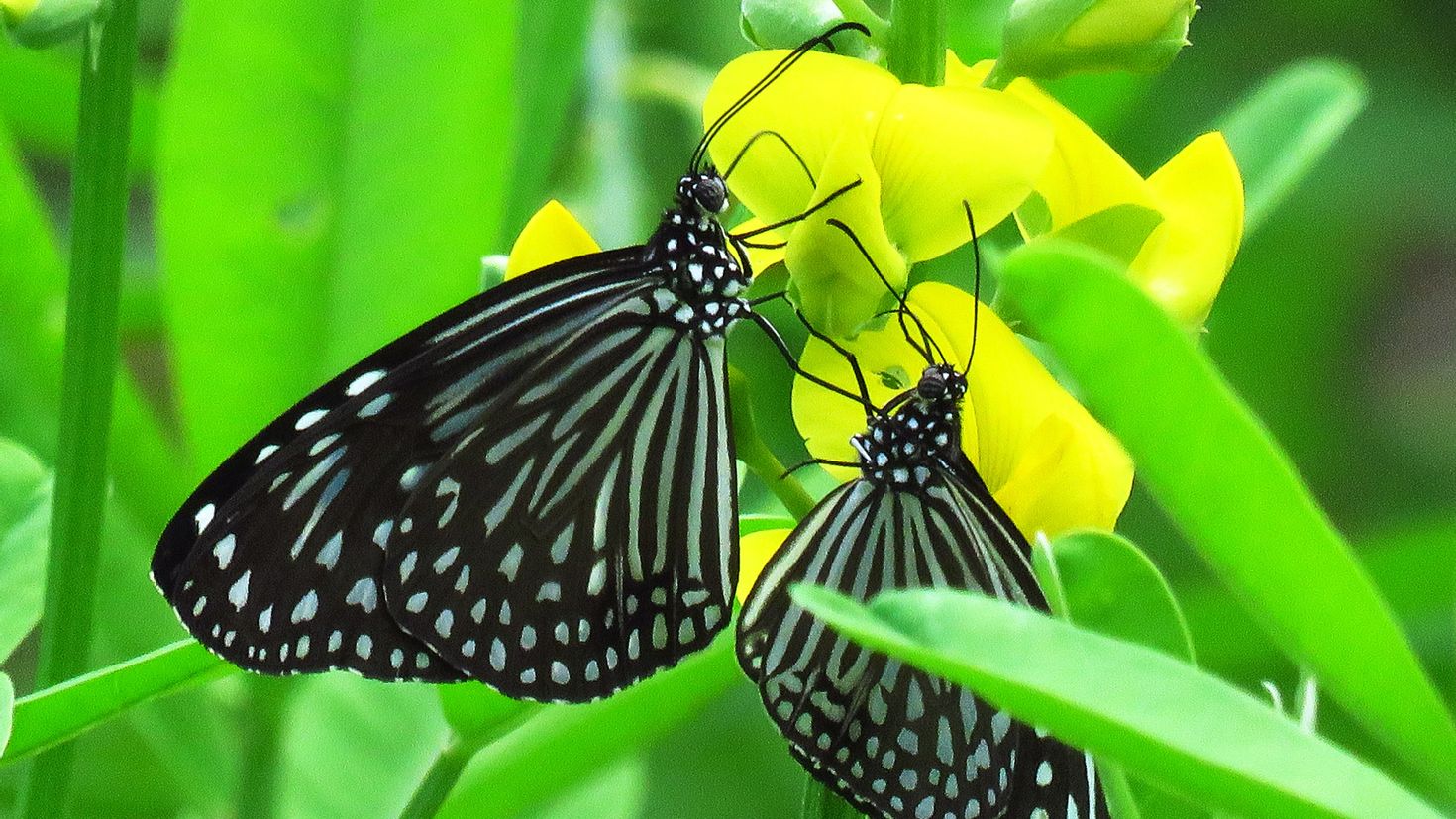 Желто зеленая бабочка. Зеленая бабочка. Бабочка салатового цвета. Бабочка наа зелёной листве. Желтая бабочка с черным принтом.