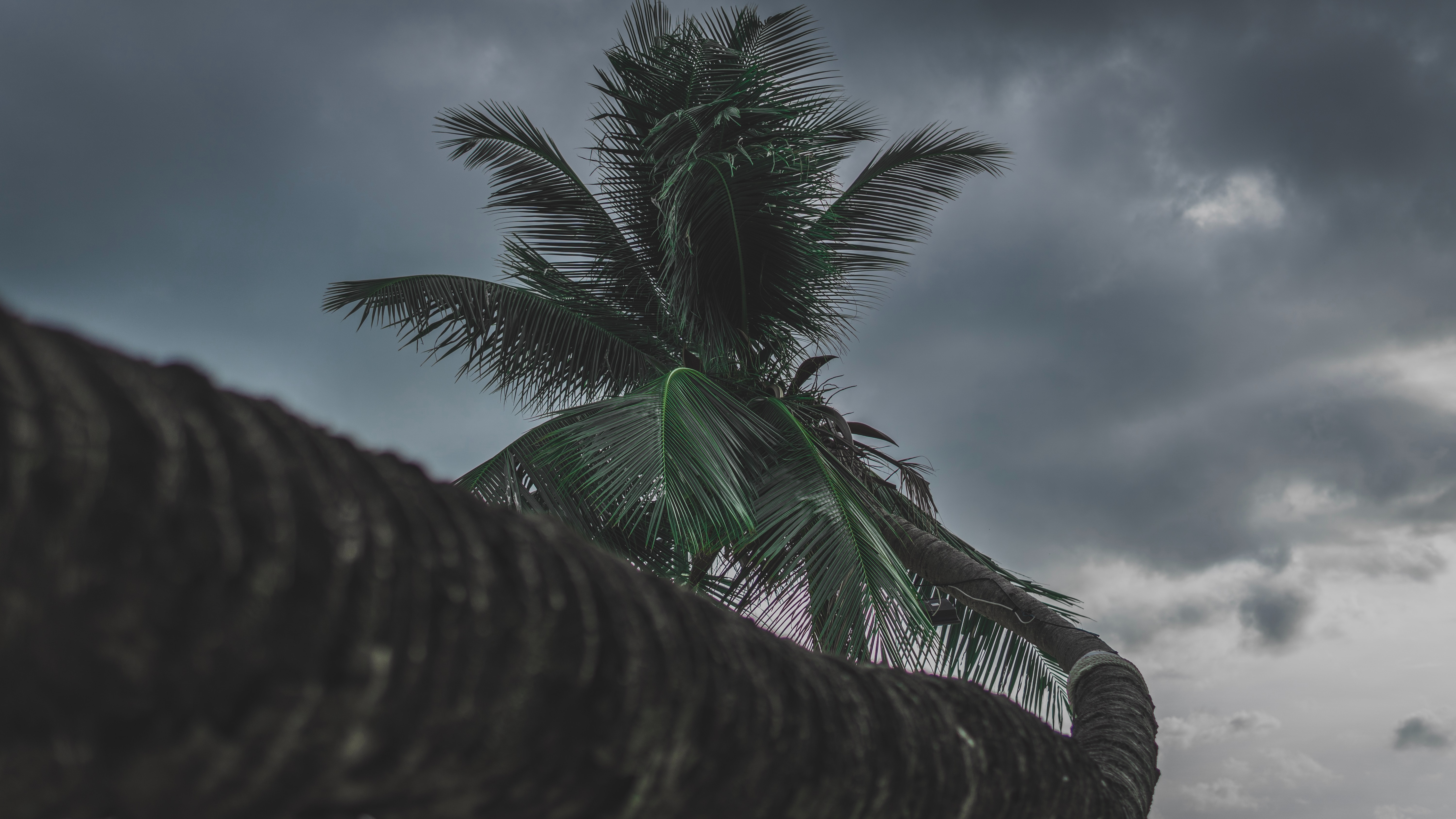Laden Sie das Holz, Palm, Tropisch, Baum, Tropischen, Pflanze, Palme, Natur-Bild kostenlos auf Ihren PC-Desktop herunter