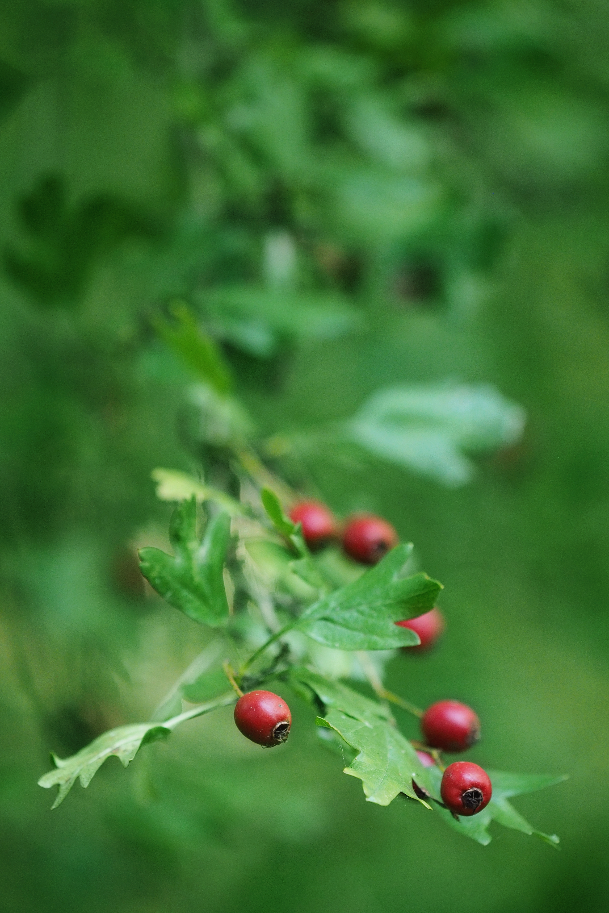 briar, nature, leaves, branch, berry UHD