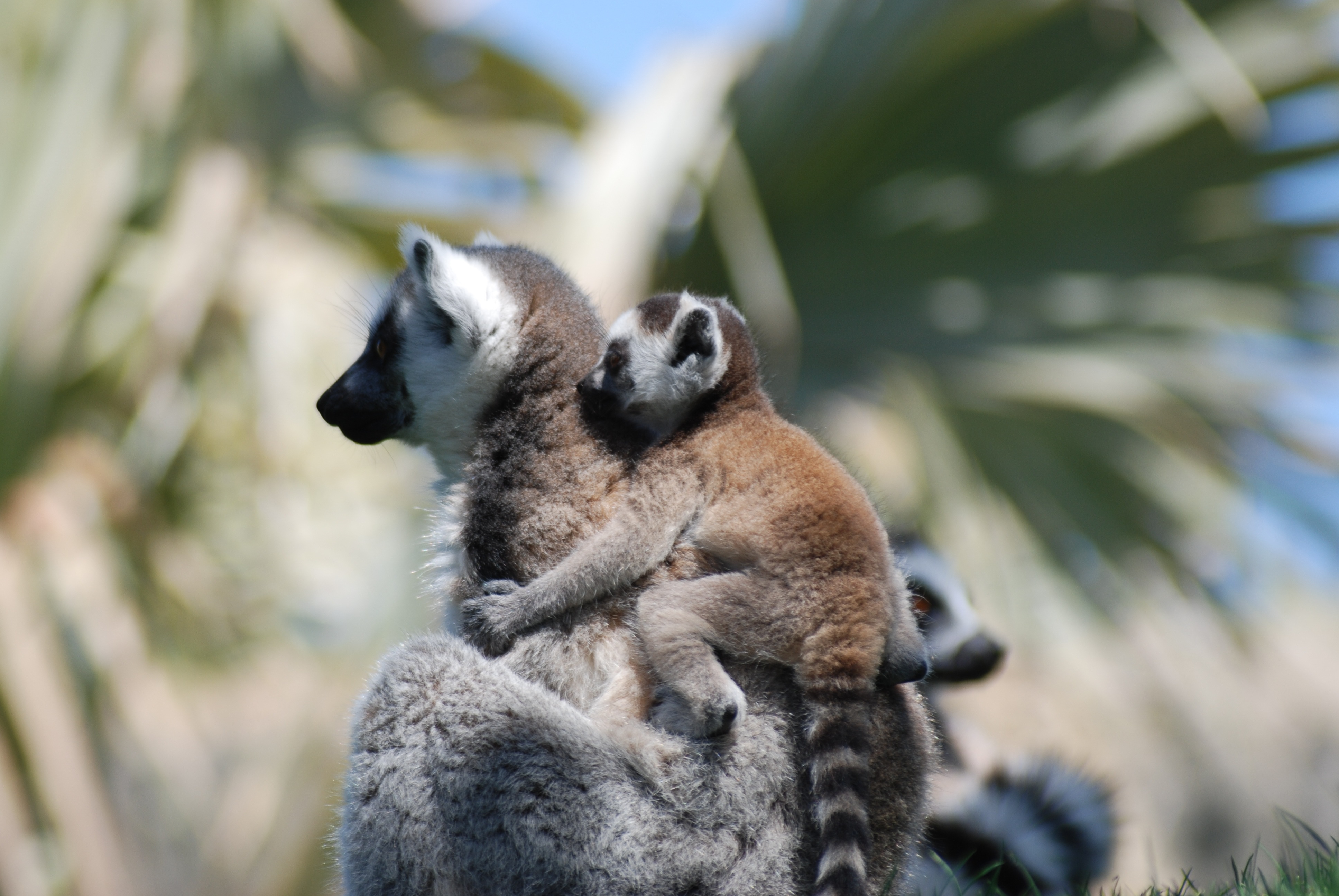 animals, young, couple, pair, care, lemur, joey