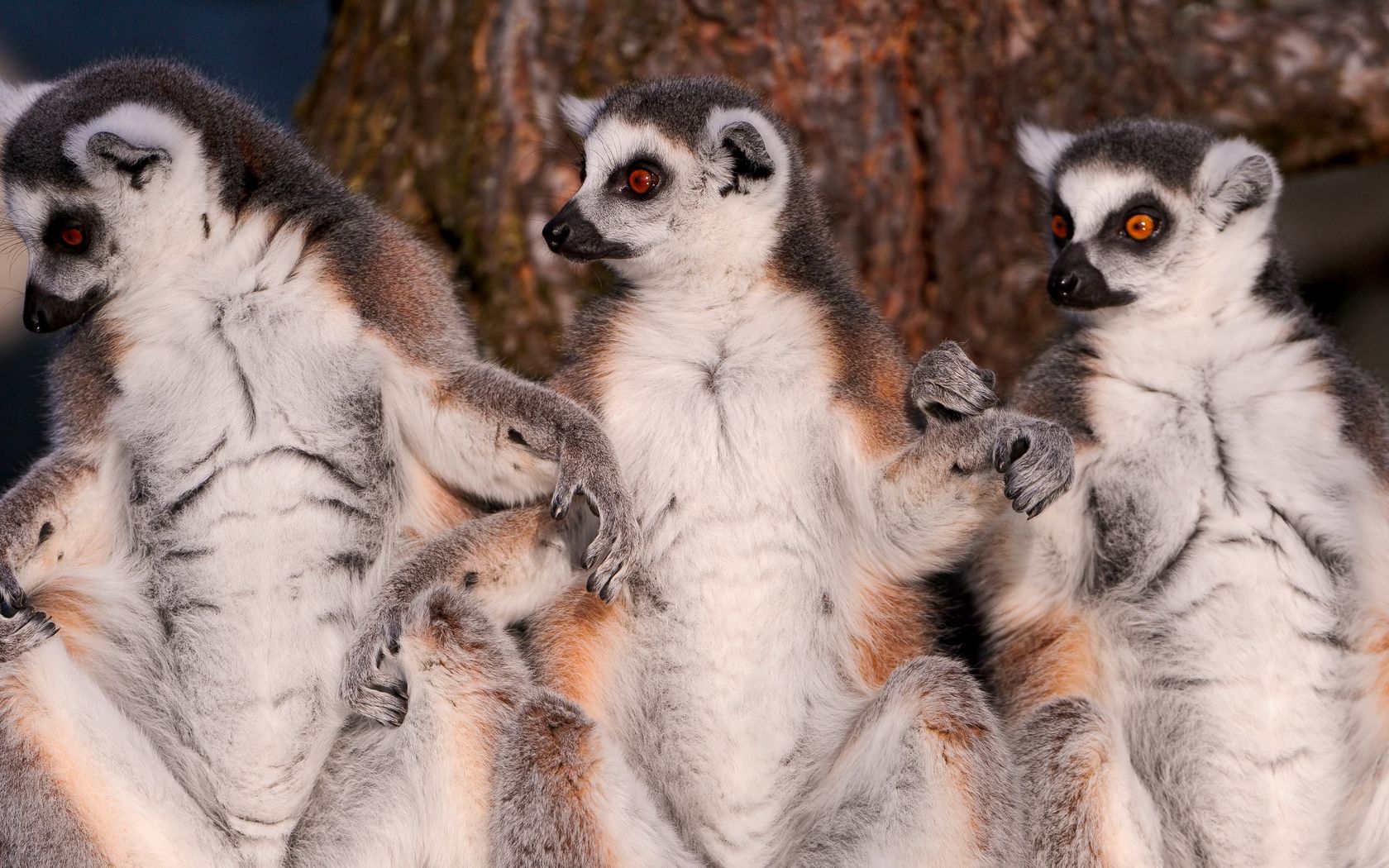 animals, lemurs, animal, family, wool Full HD