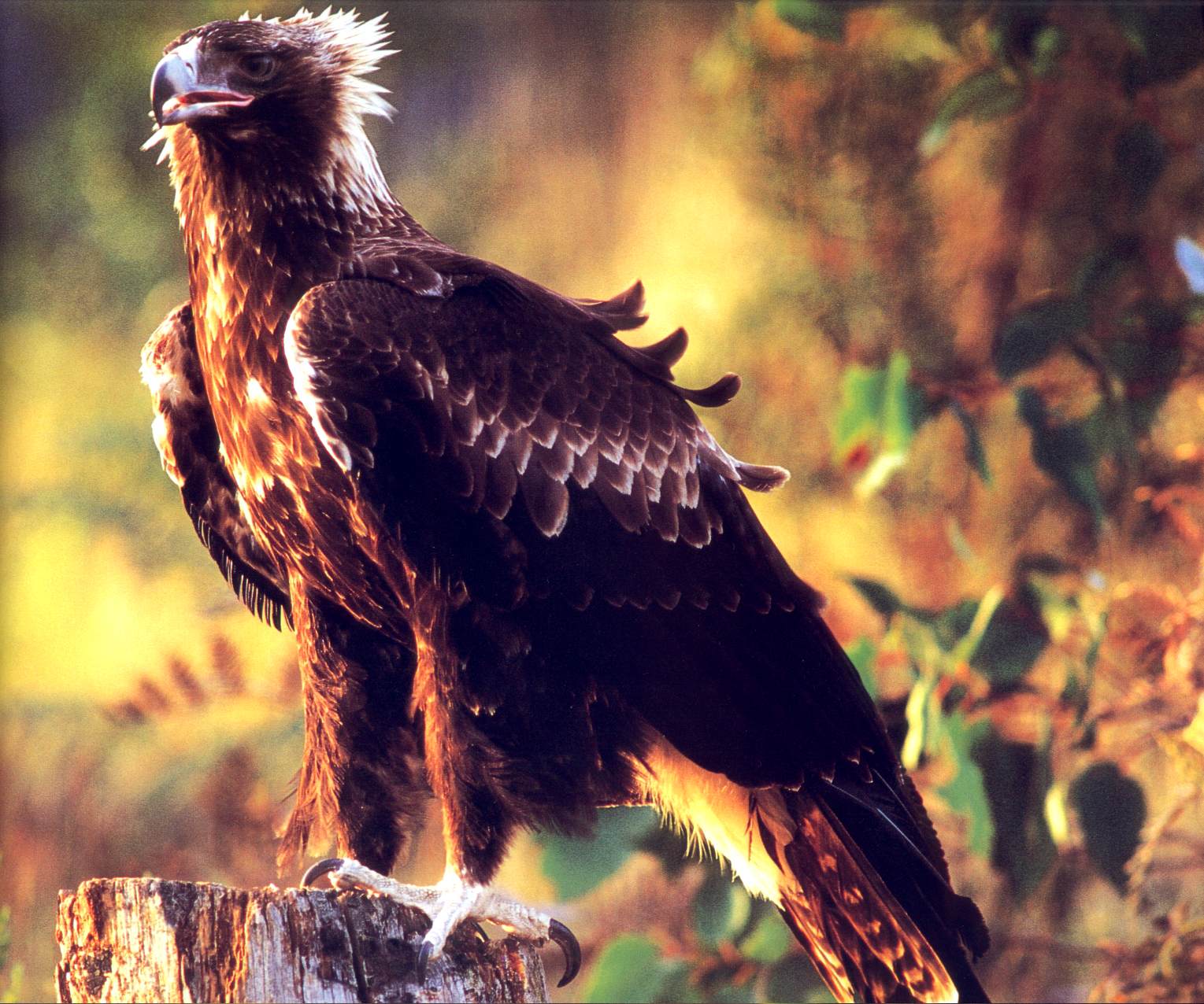 Wedge-tailed Eagle (Aquila Audax)