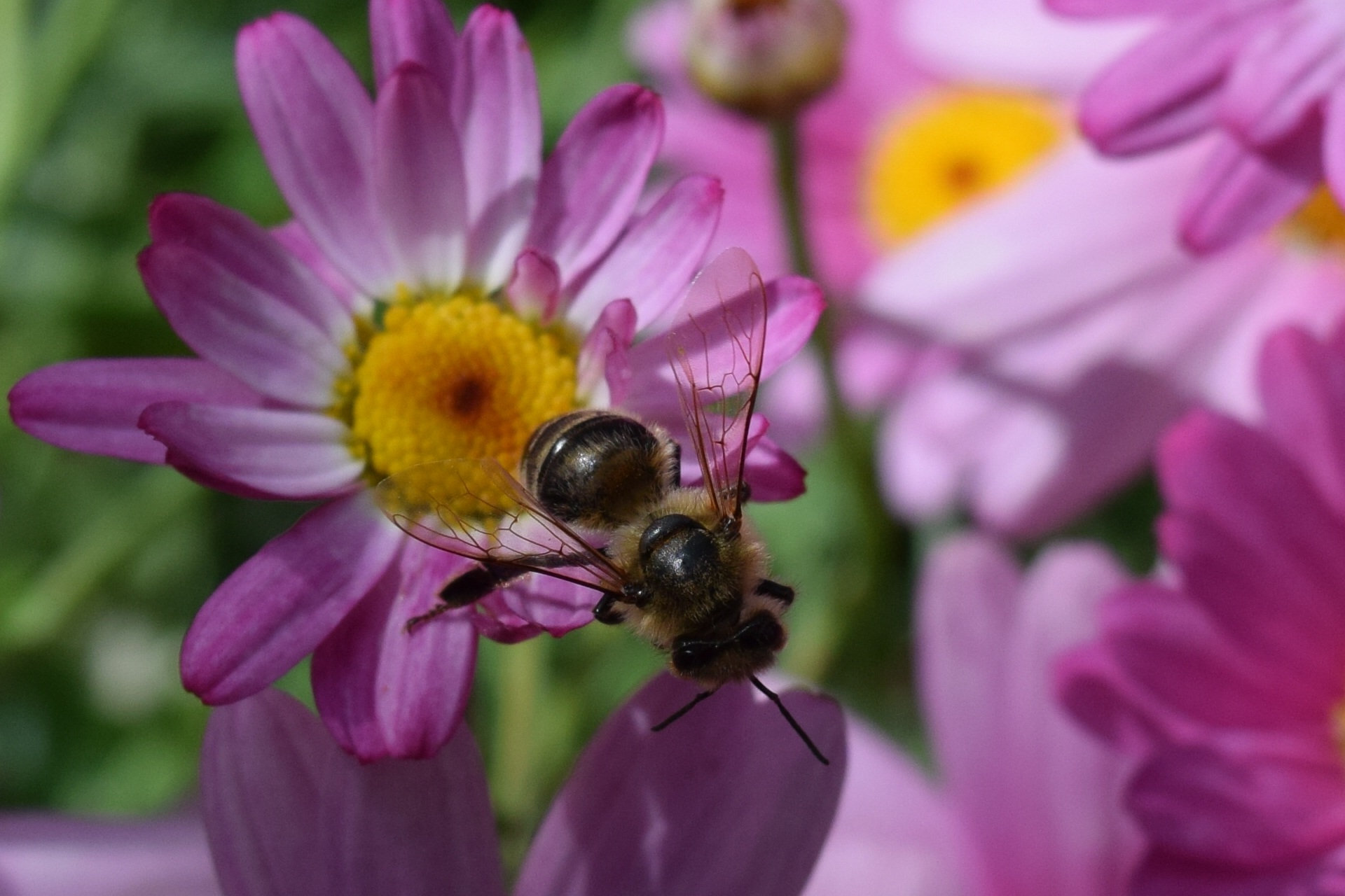 PCデスクトップに大きい, マクロ, 蜂, 昆虫, 花画像を無料でダウンロード