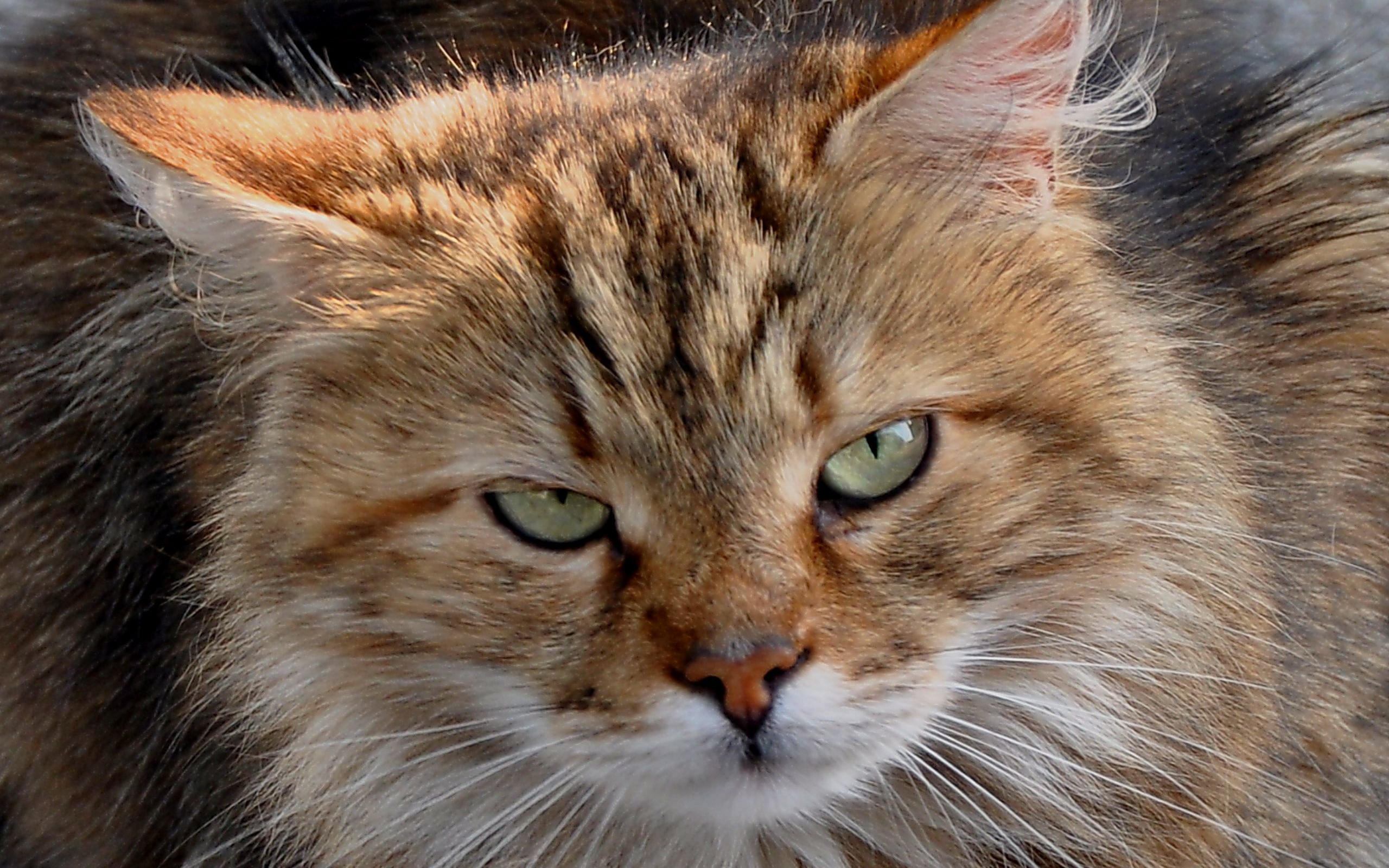 Descarga gratuita de fondo de pantalla para móvil de Gatos, Animales.