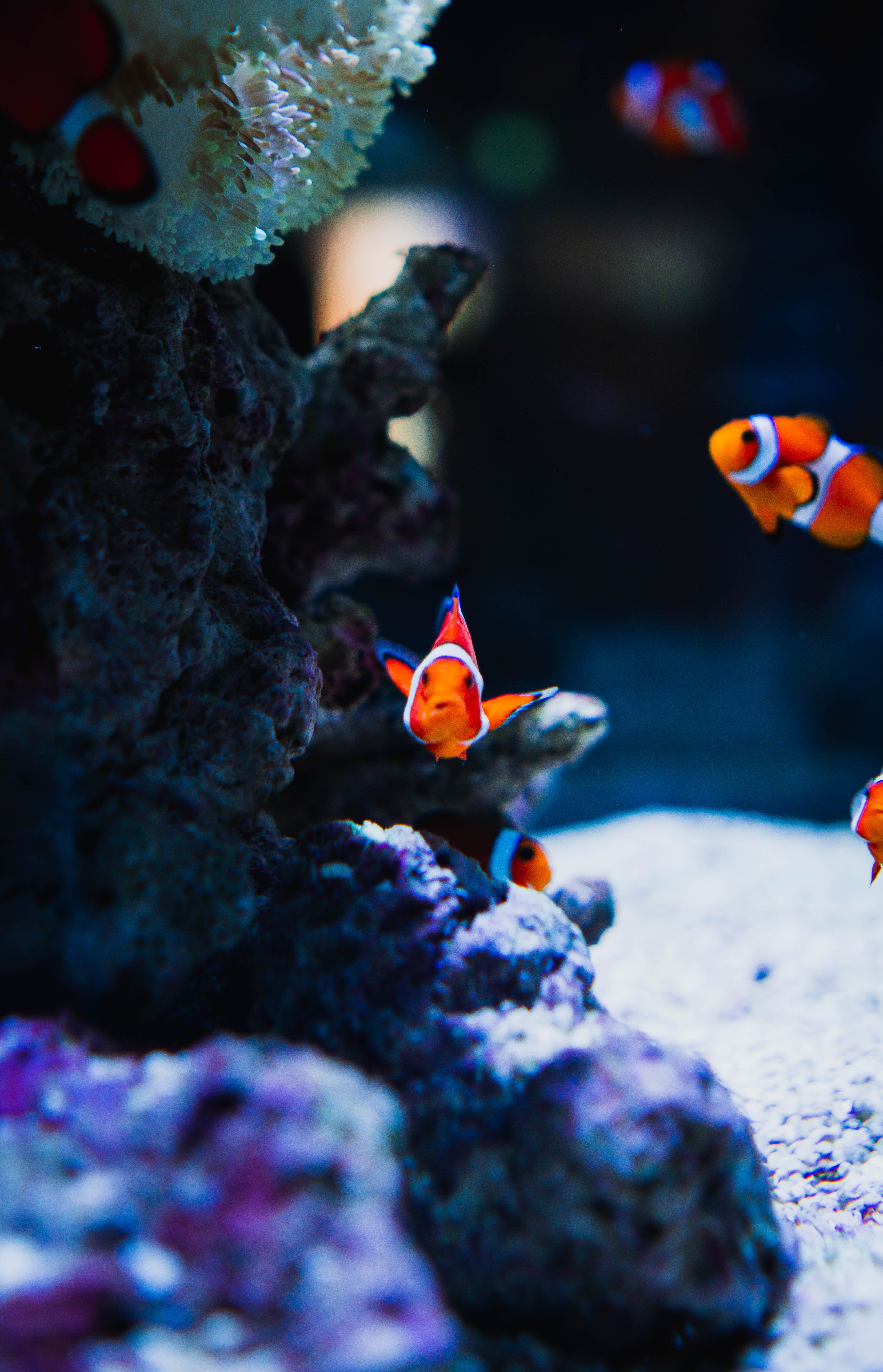 fishes, underwater world, coral, animals, ocean Full HD