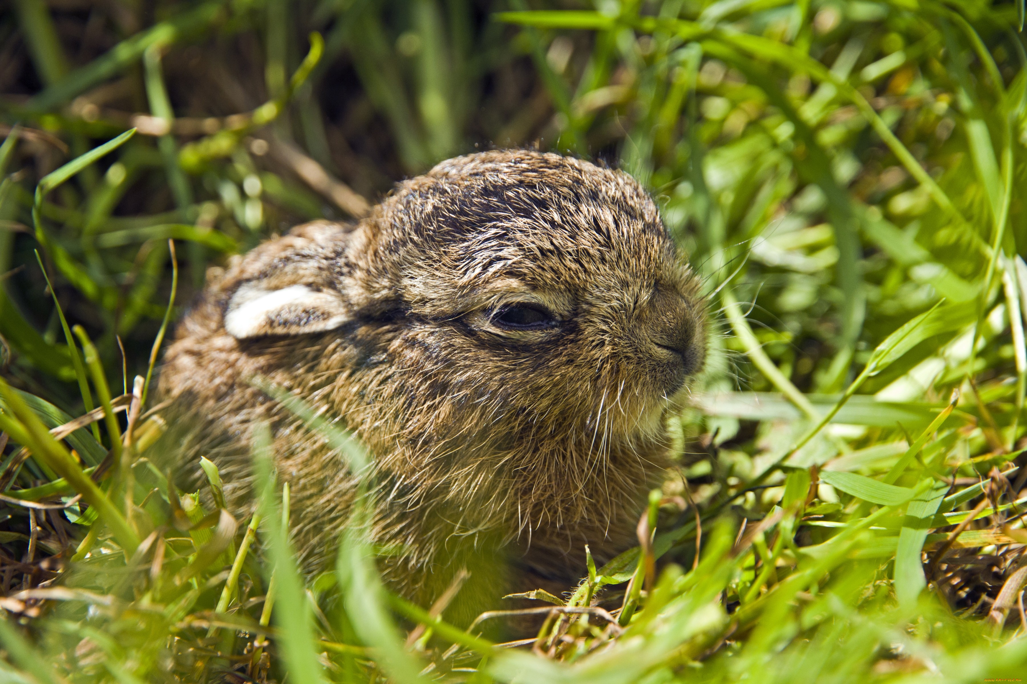 Download mobile wallpaper Animal, Hare for free.