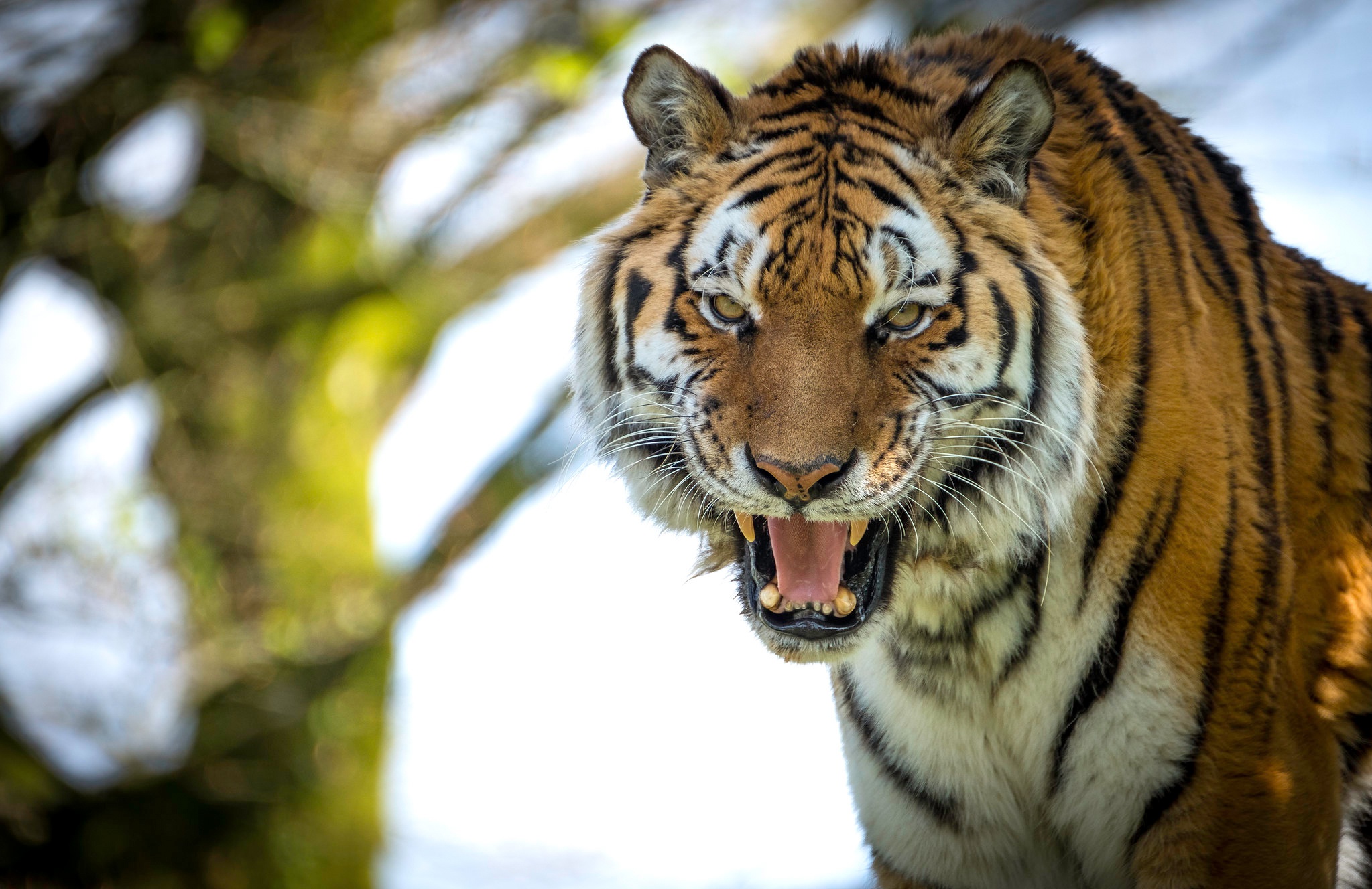 Free HD animal, tiger, roar, cats