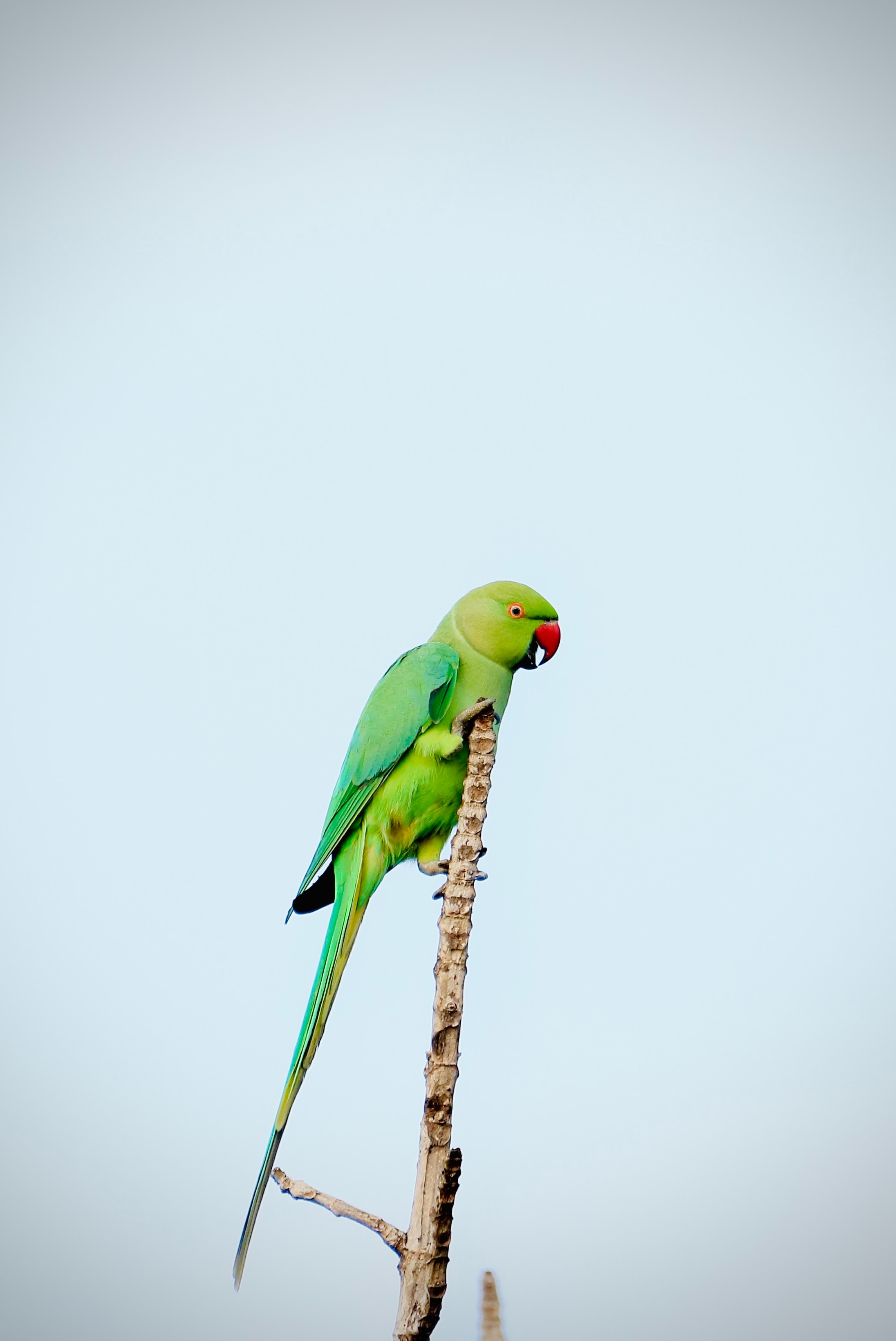 parrots, green, animals, bright, bird, branch 5K