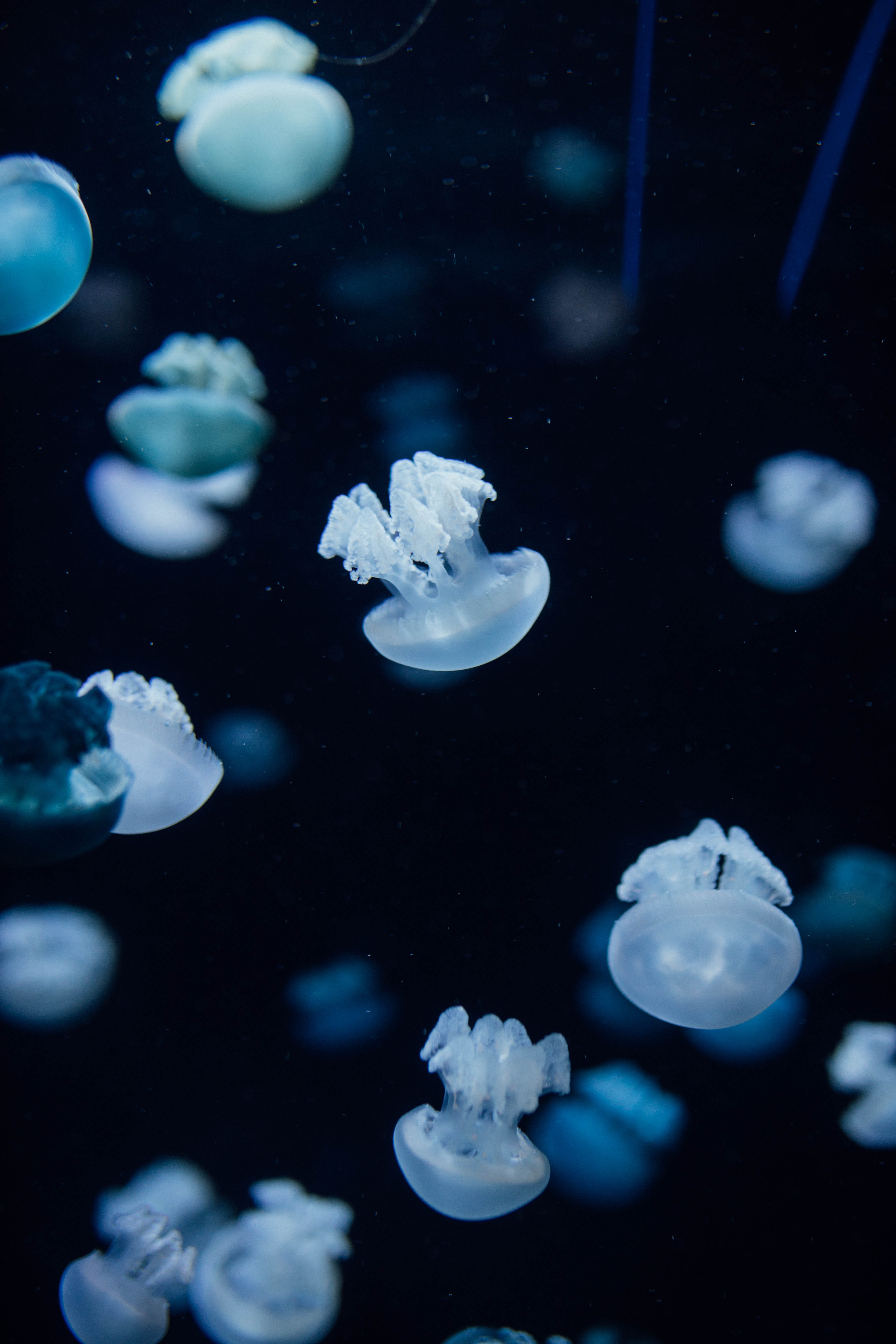 107465 Hintergrundbild herunterladen unter dem wasser, tiere, jellyfish, tiefe, kreaturen, unterwasser - Bildschirmschoner und Bilder kostenlos