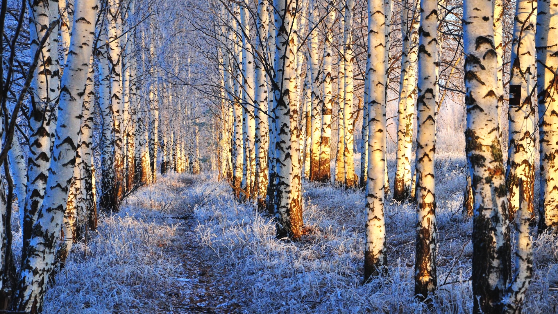 earth, winter, birch, forest, snow, tree download HD wallpaper