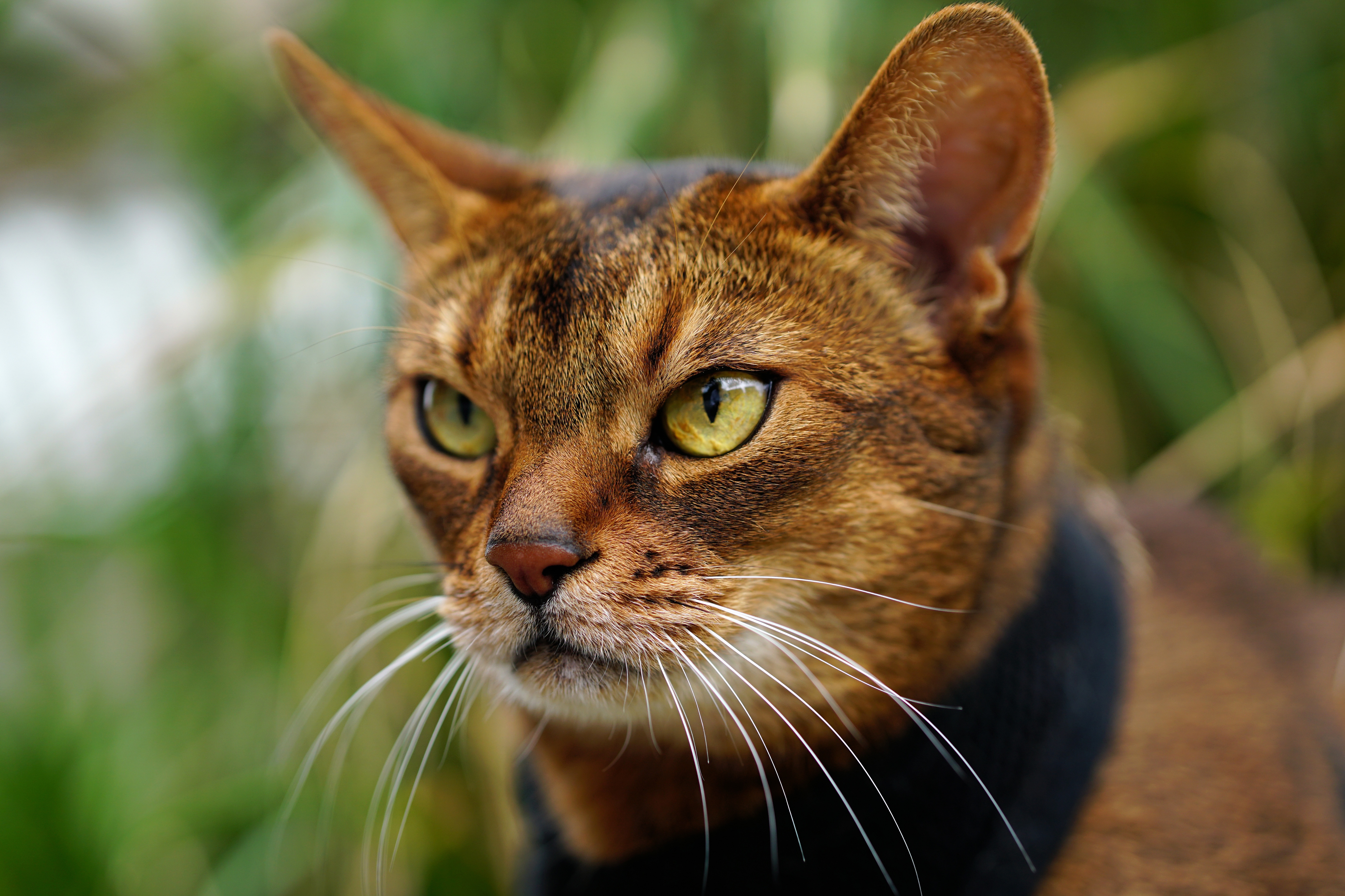 animal, cat, abyssinian cat, muzzle, cats for android