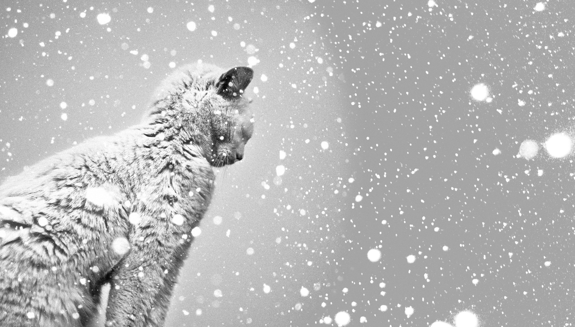 312956 免費下載壁紙 动物, 猫, 雪 屏保和圖片