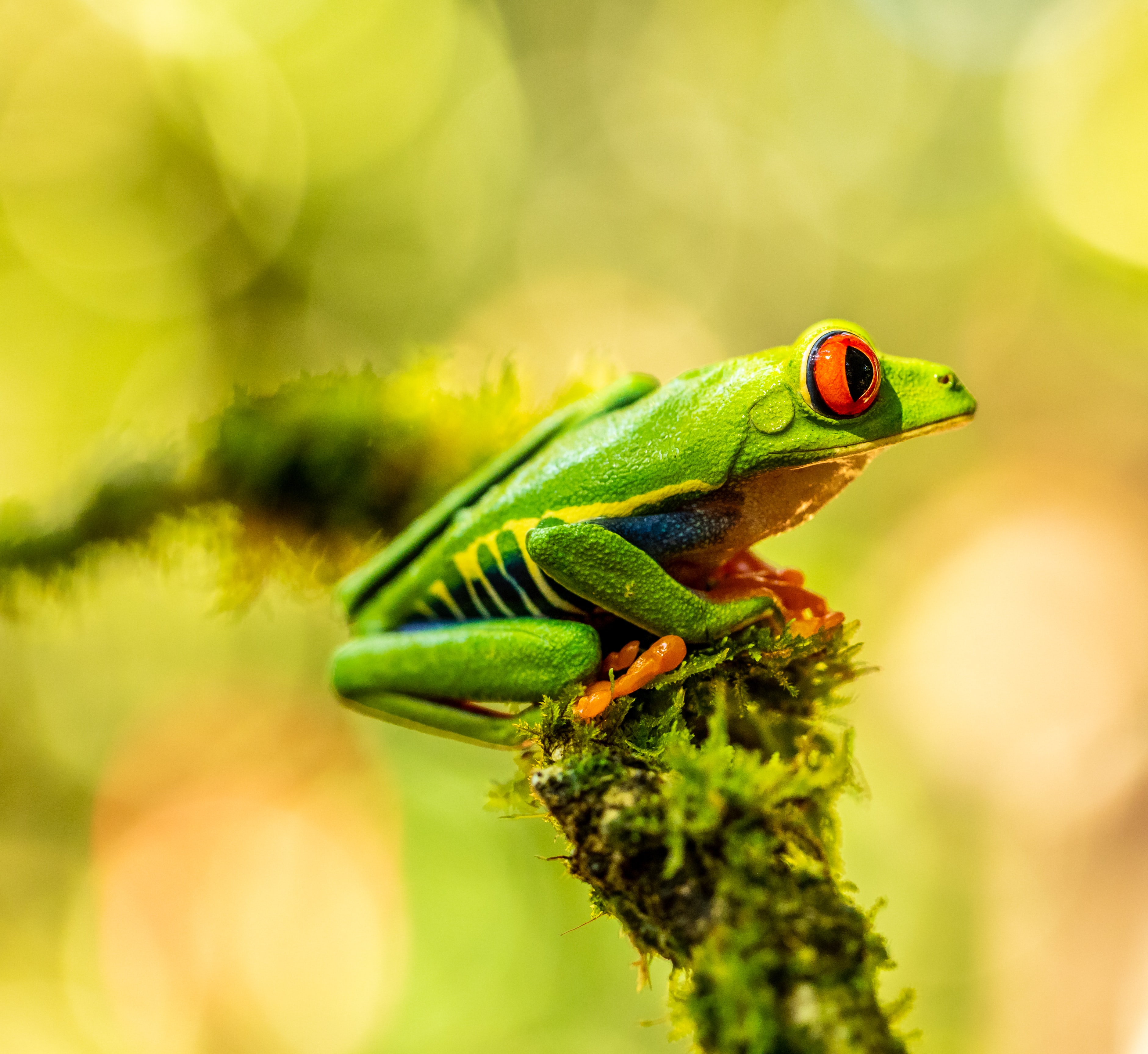 Download mobile wallpaper Animal, Amphibian, Animals, Frog for free.