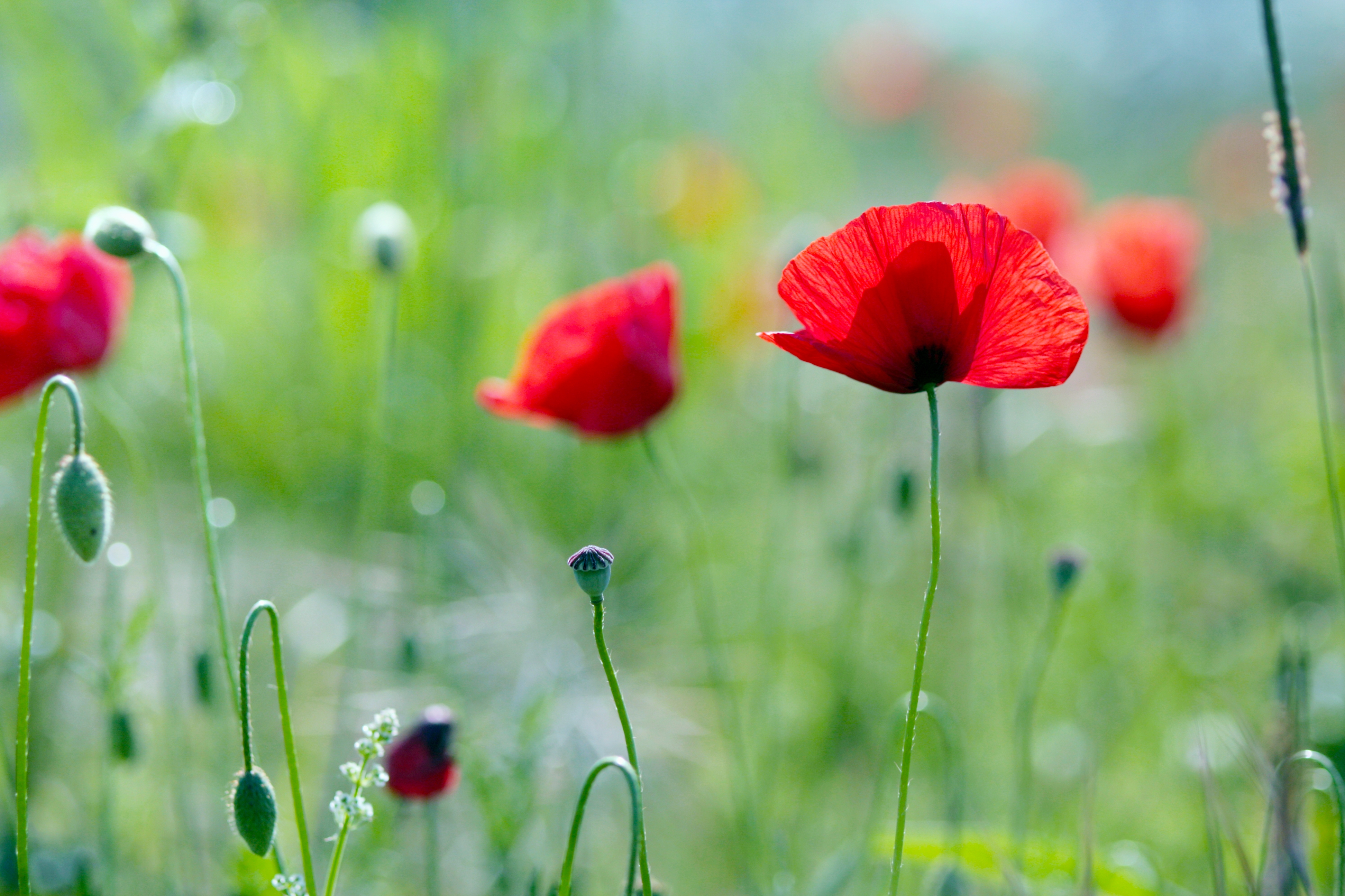 Free download wallpaper Flowers, Poppies, Summer, Greens, Nature on your PC desktop