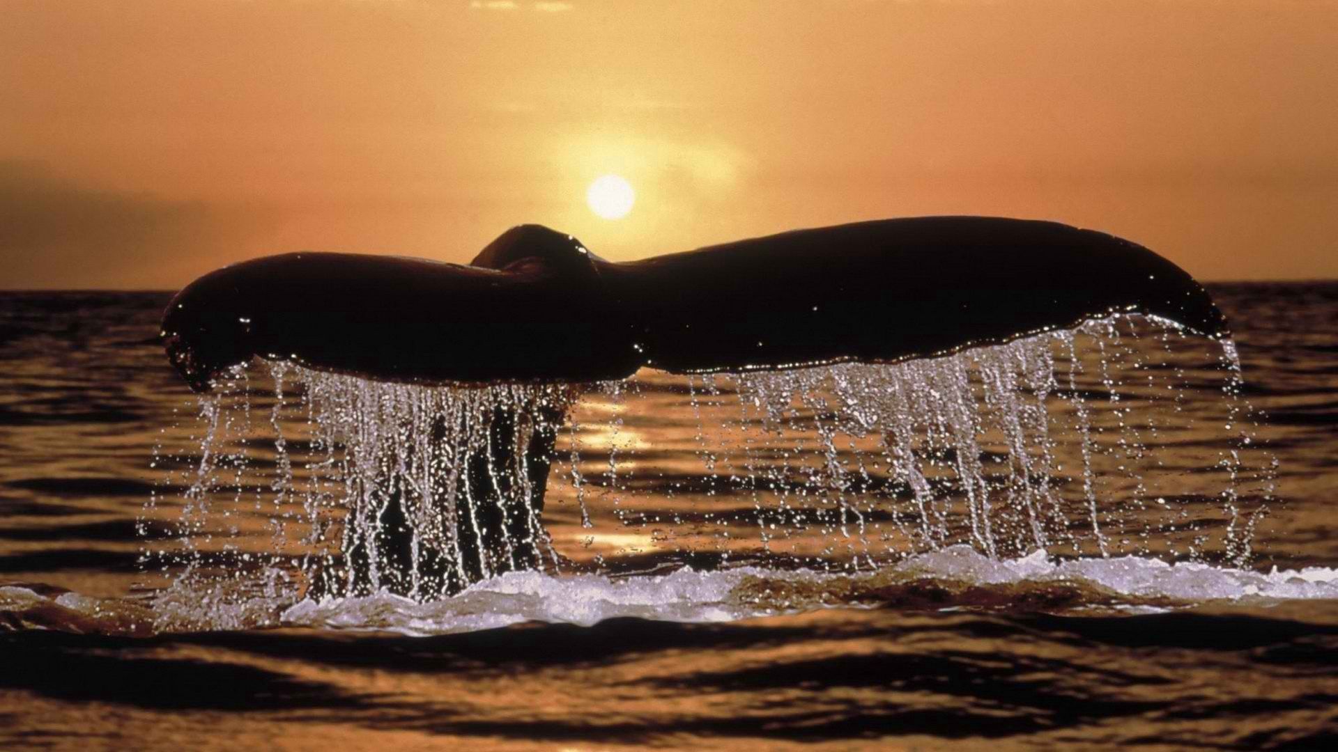 whale, animals, sunset, spray, tail