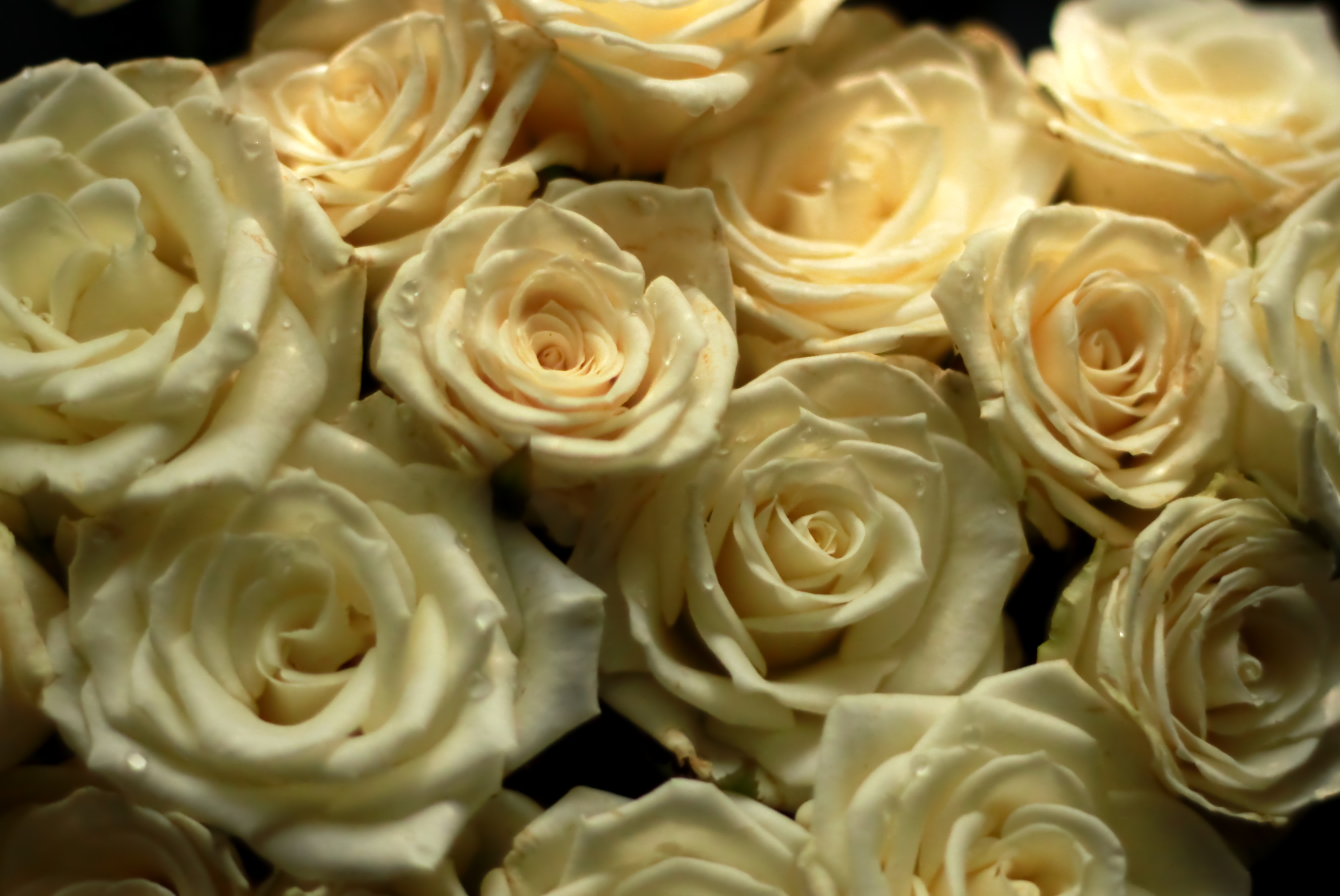 144964 скачать обои цветы, розы, капли, бутоны, чайная - заставки и картинки бесплатно