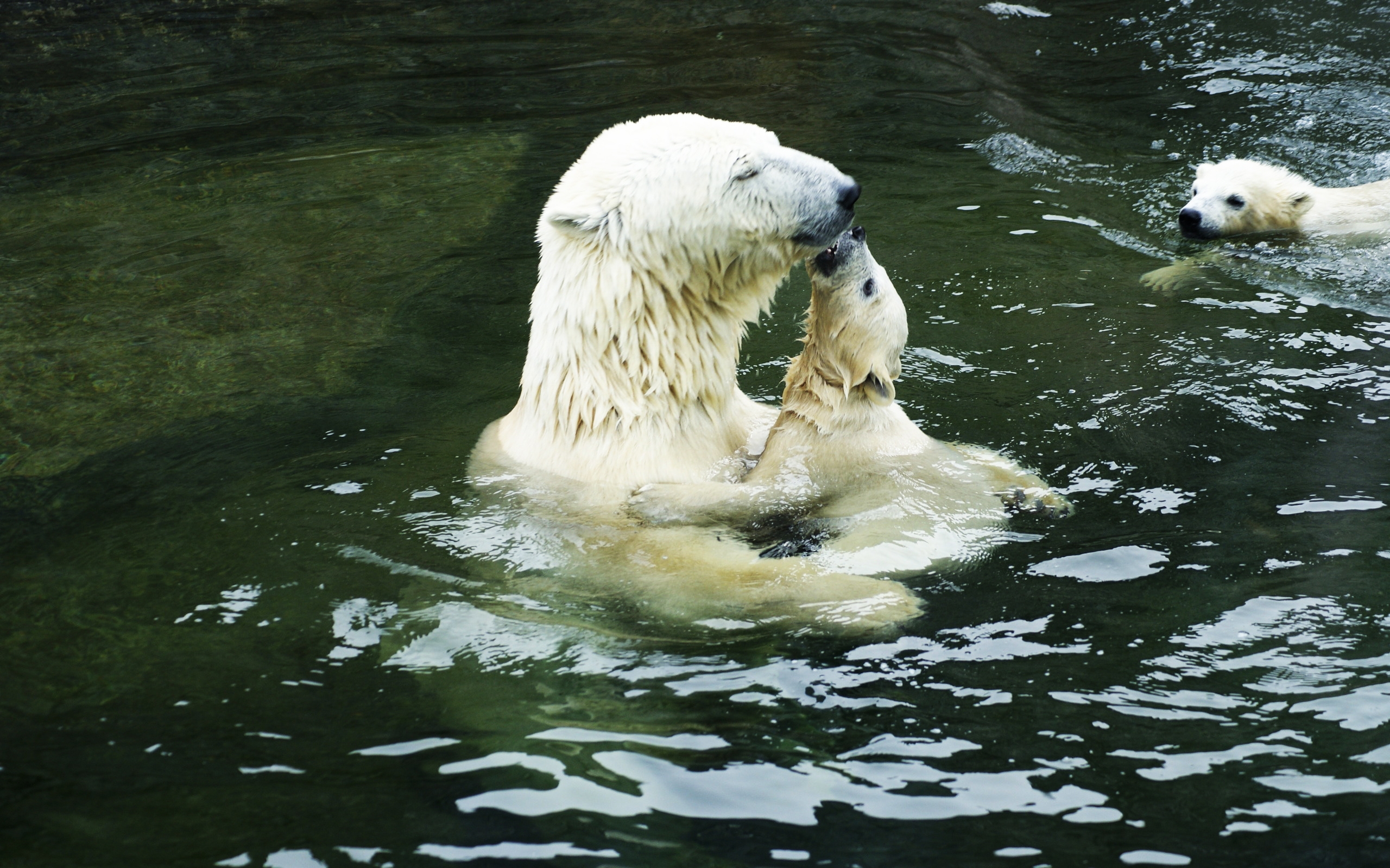polar bear, animal QHD