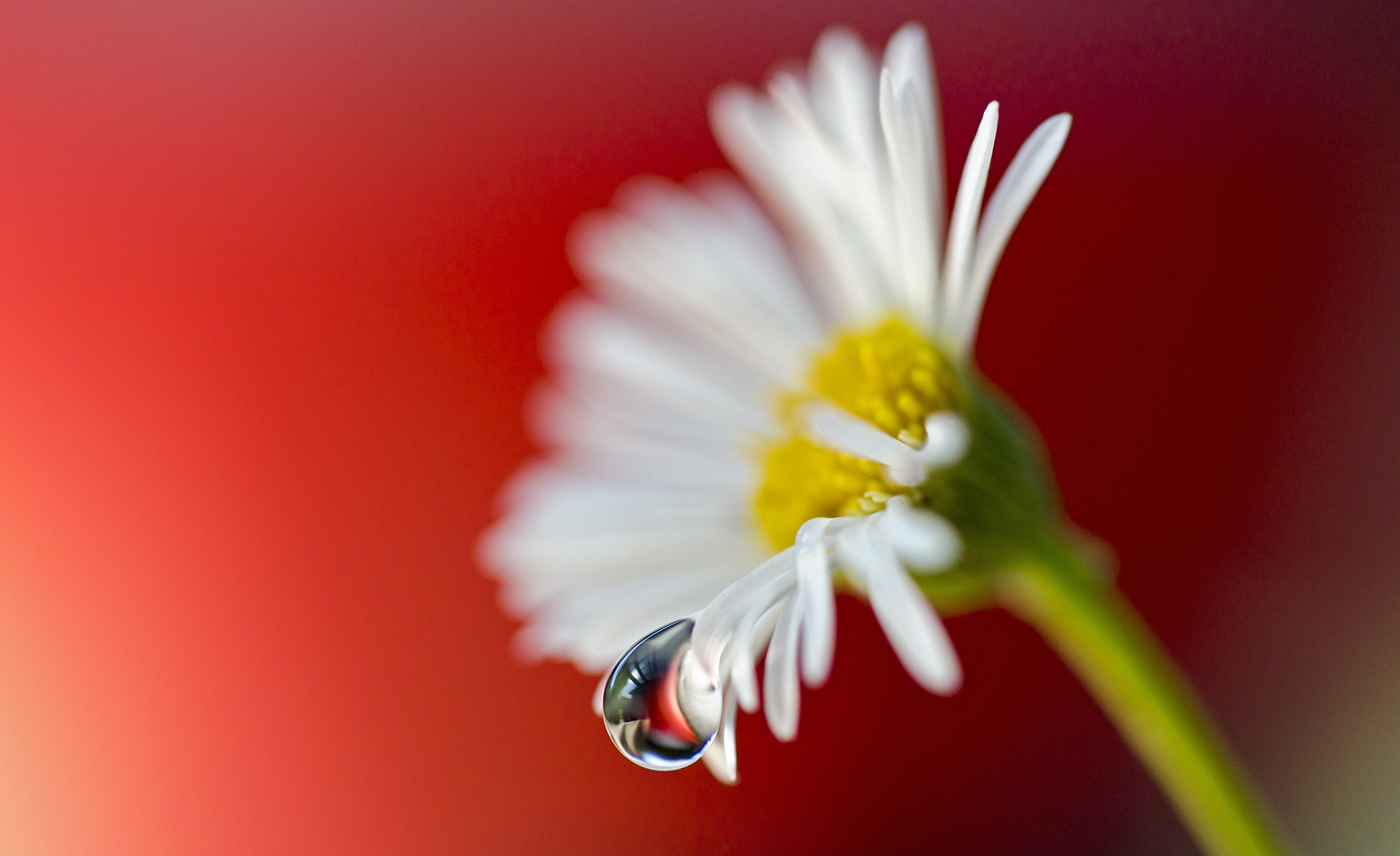 Download mobile wallpaper Chamomile, Drop, Dew, Macro, Petals, Flower, Camomile for free.
