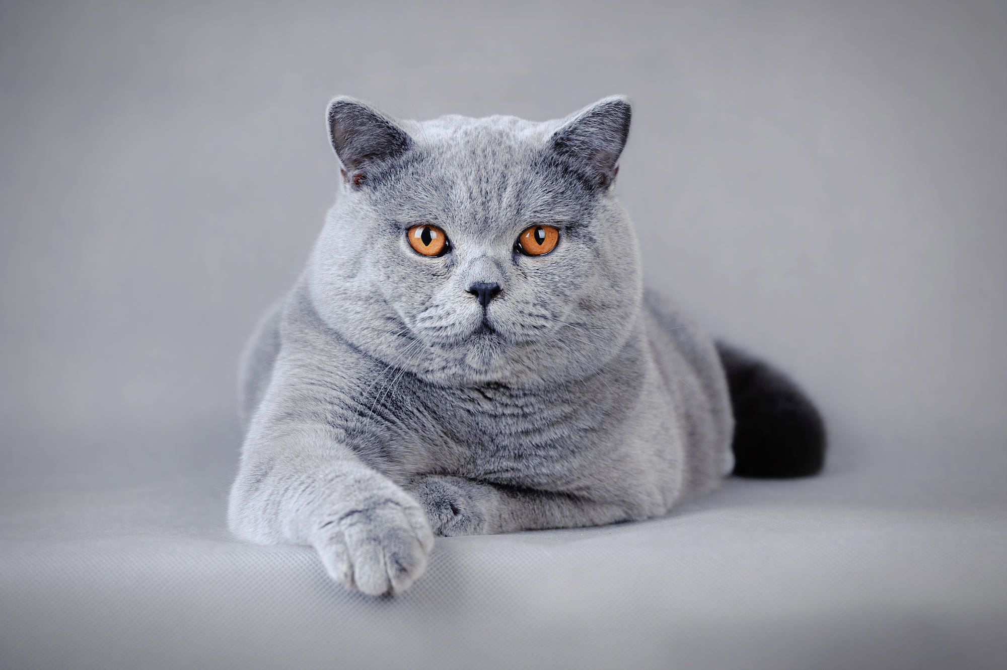 Британская. Британский короткошерстный кот. Британская короткошёрстная кошка голубая. Порода Бритиш Шортхэйр. British Shorthair кошка.