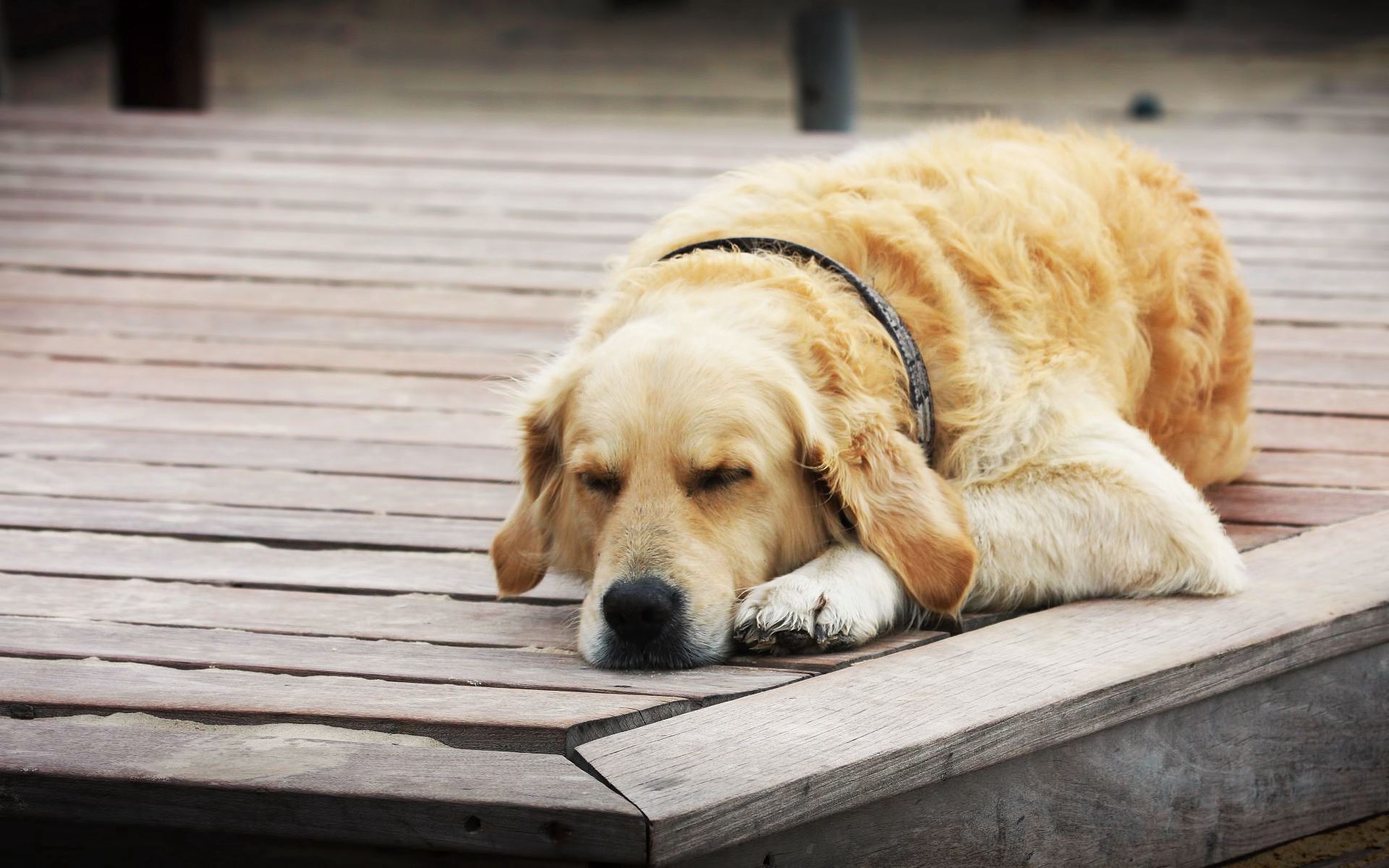 animals, dog, relaxation, rest, sleep, dream, wooden floor