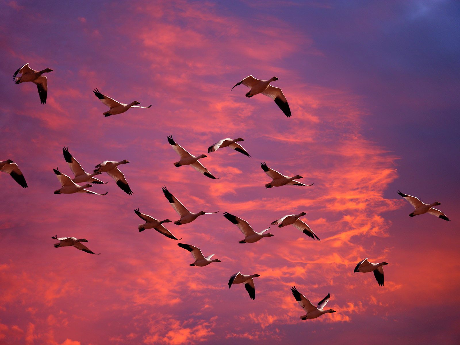 Download background animal, bird, goose, migration, sky, sunset, washington, birds