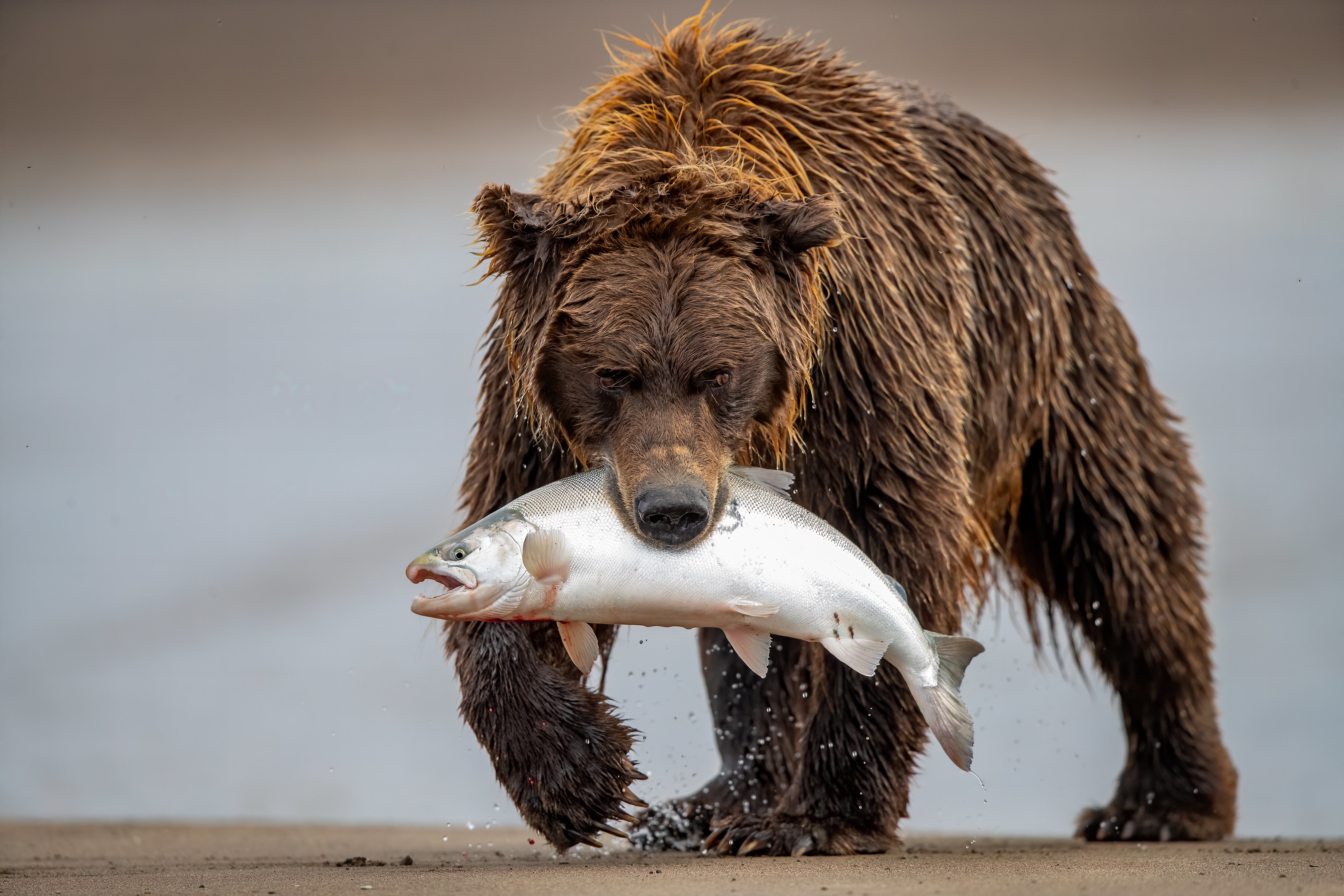 Медведь с рыбой в зубах