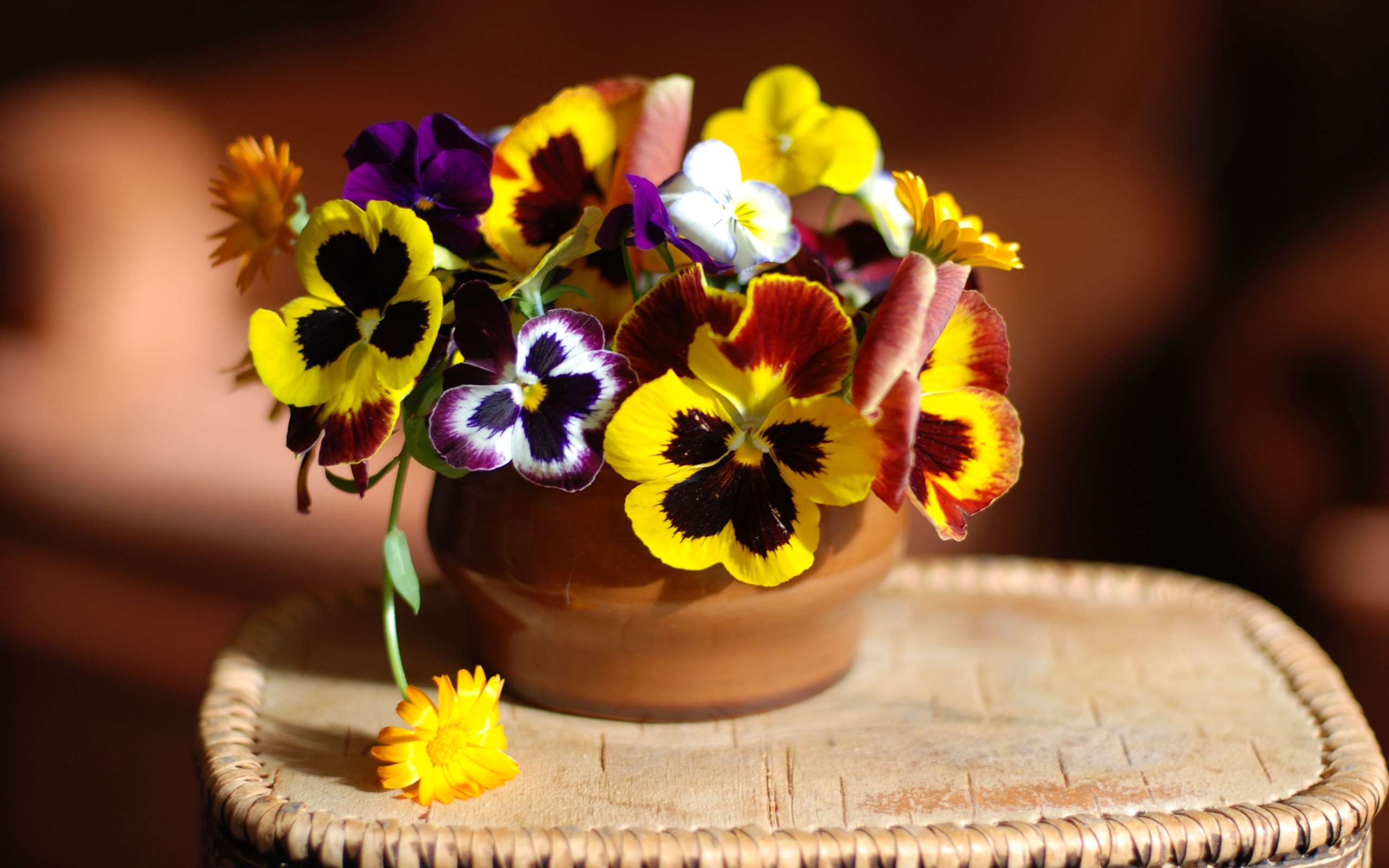 301894 下載圖片 自然, 三色堇, 金盏花, 花, 花卉 - 免費壁紙和屏保