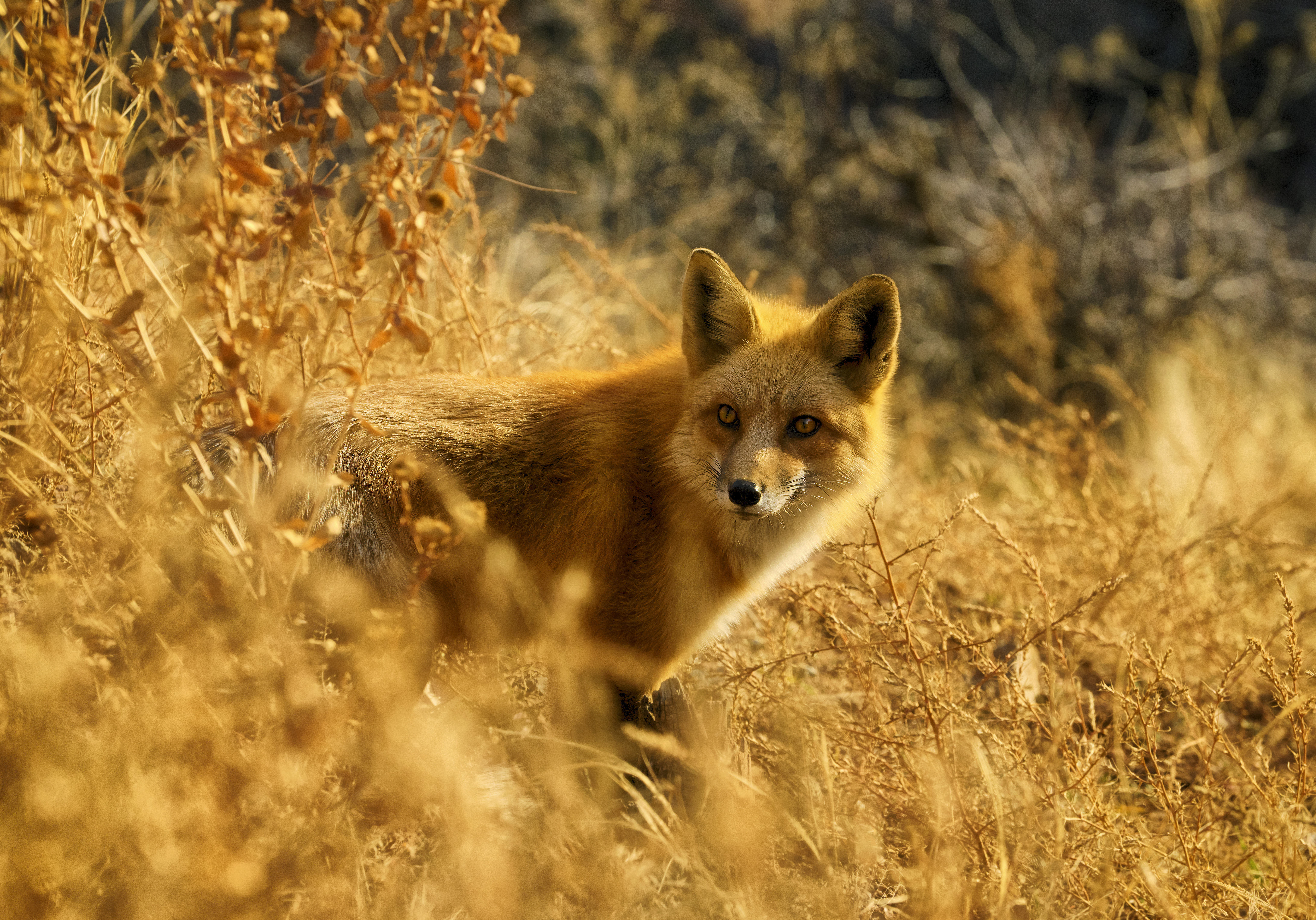 Laden Sie das Wildlife, Ein Fuchs, Herausschauen, Achtung, Wilde Natur, Tiere, Fuchs-Bild kostenlos auf Ihren PC-Desktop herunter