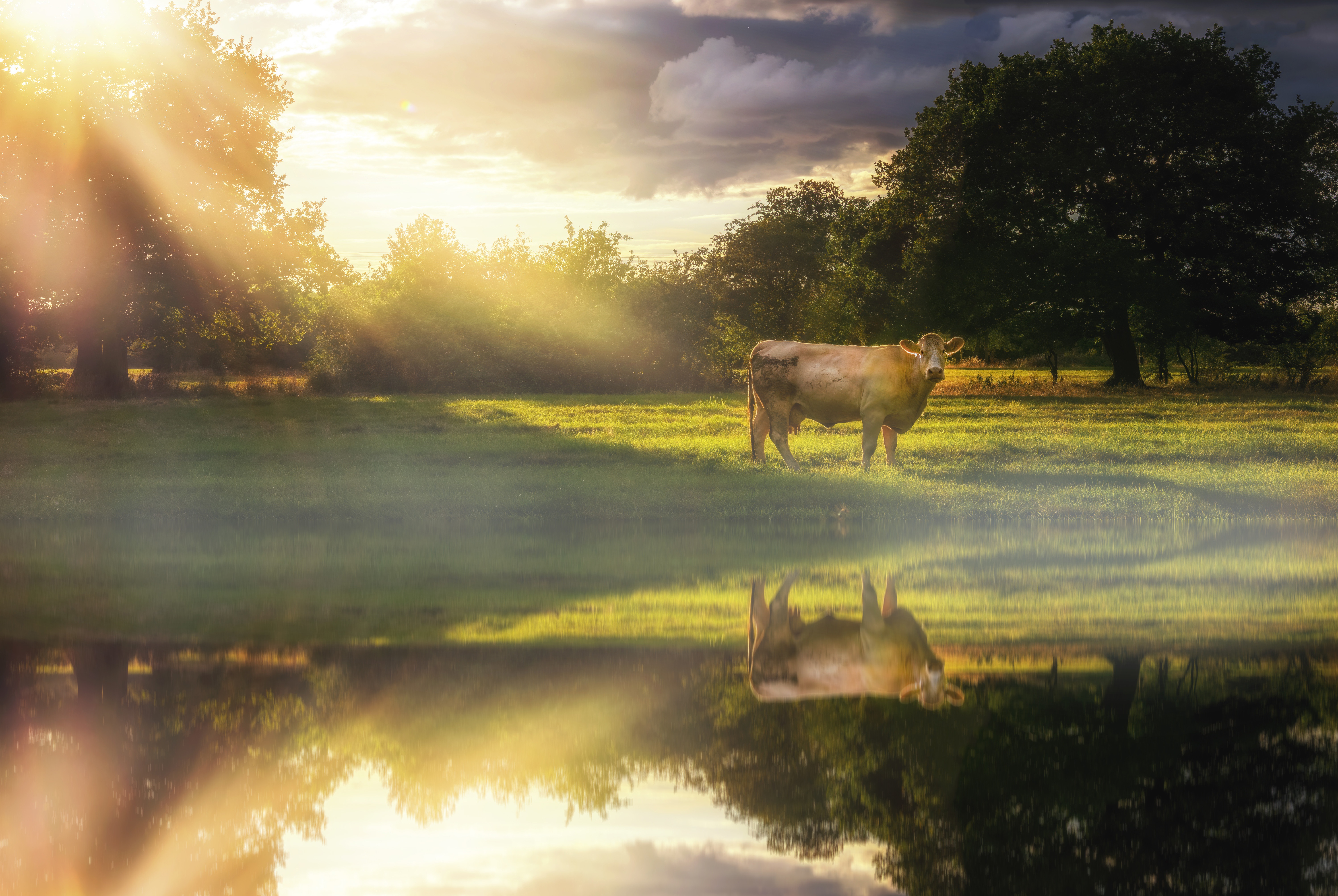 animal, cow, pasture, reflection Free Stock Photo