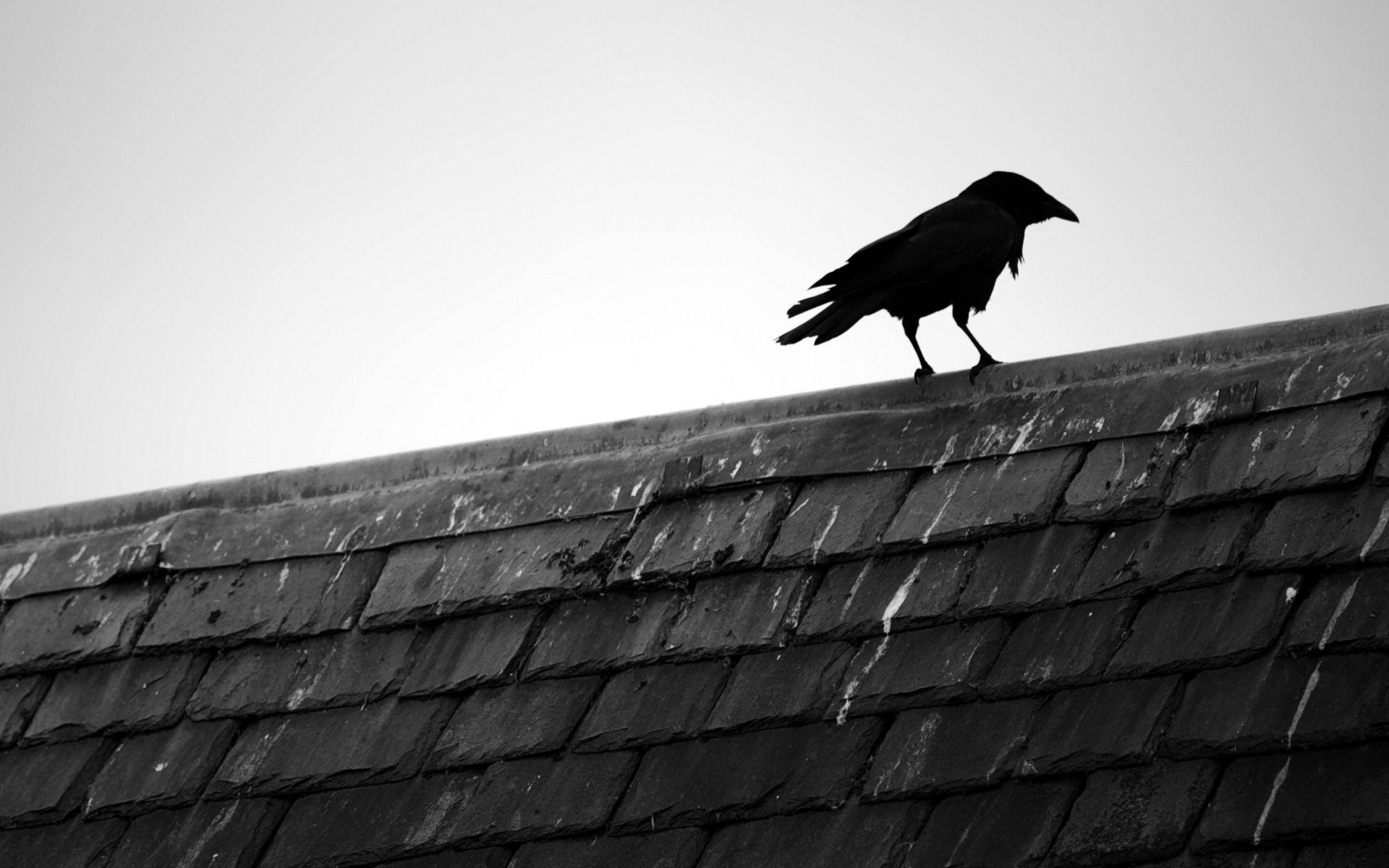 movie, the crow, bird
